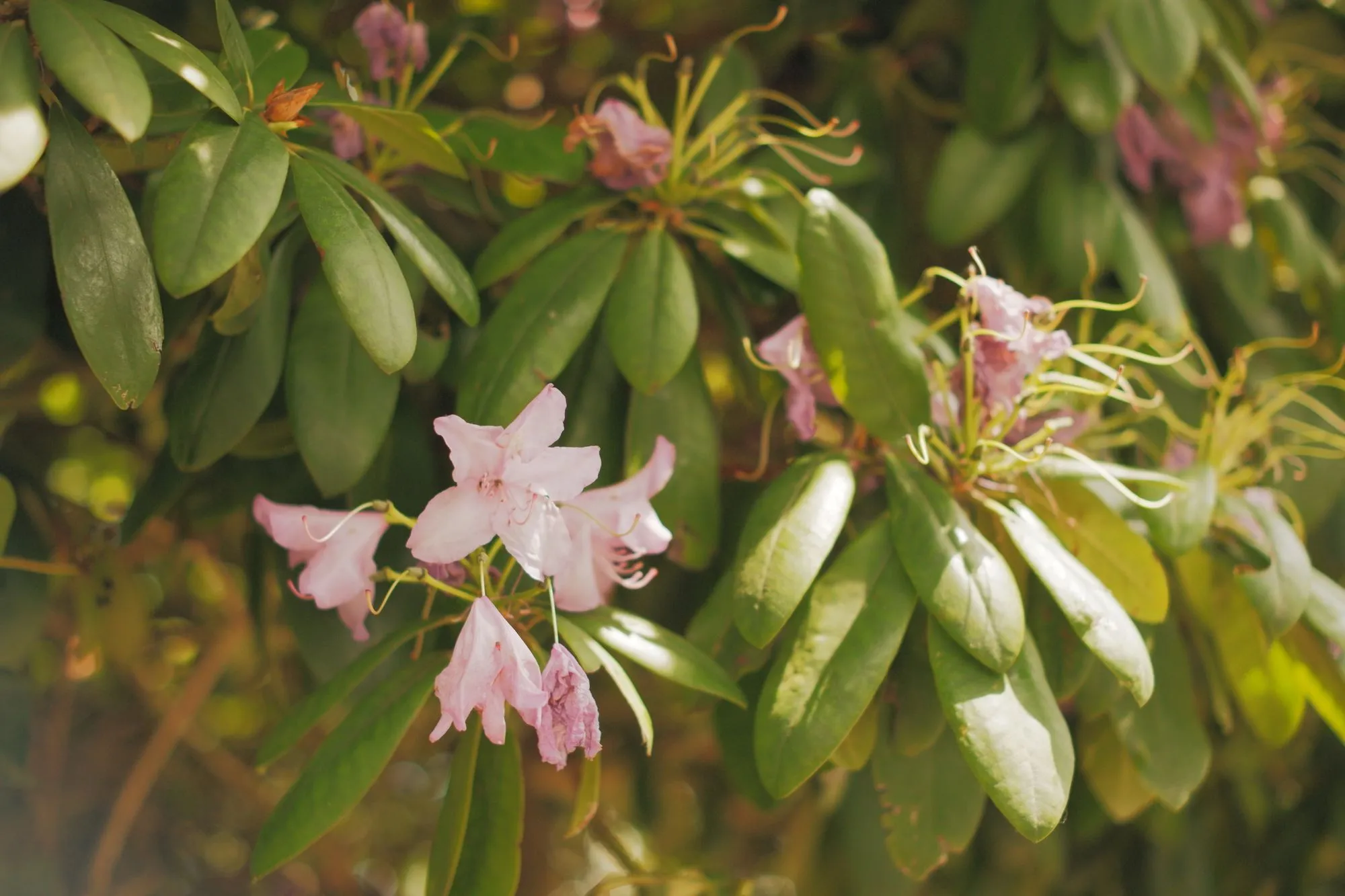 2026-05-31 - Pink flowers on tree