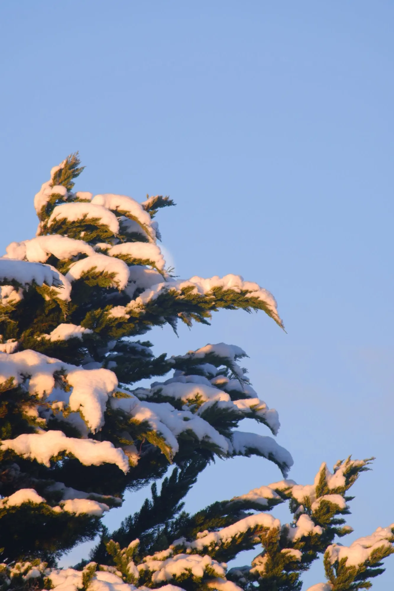 Tree covered in snow