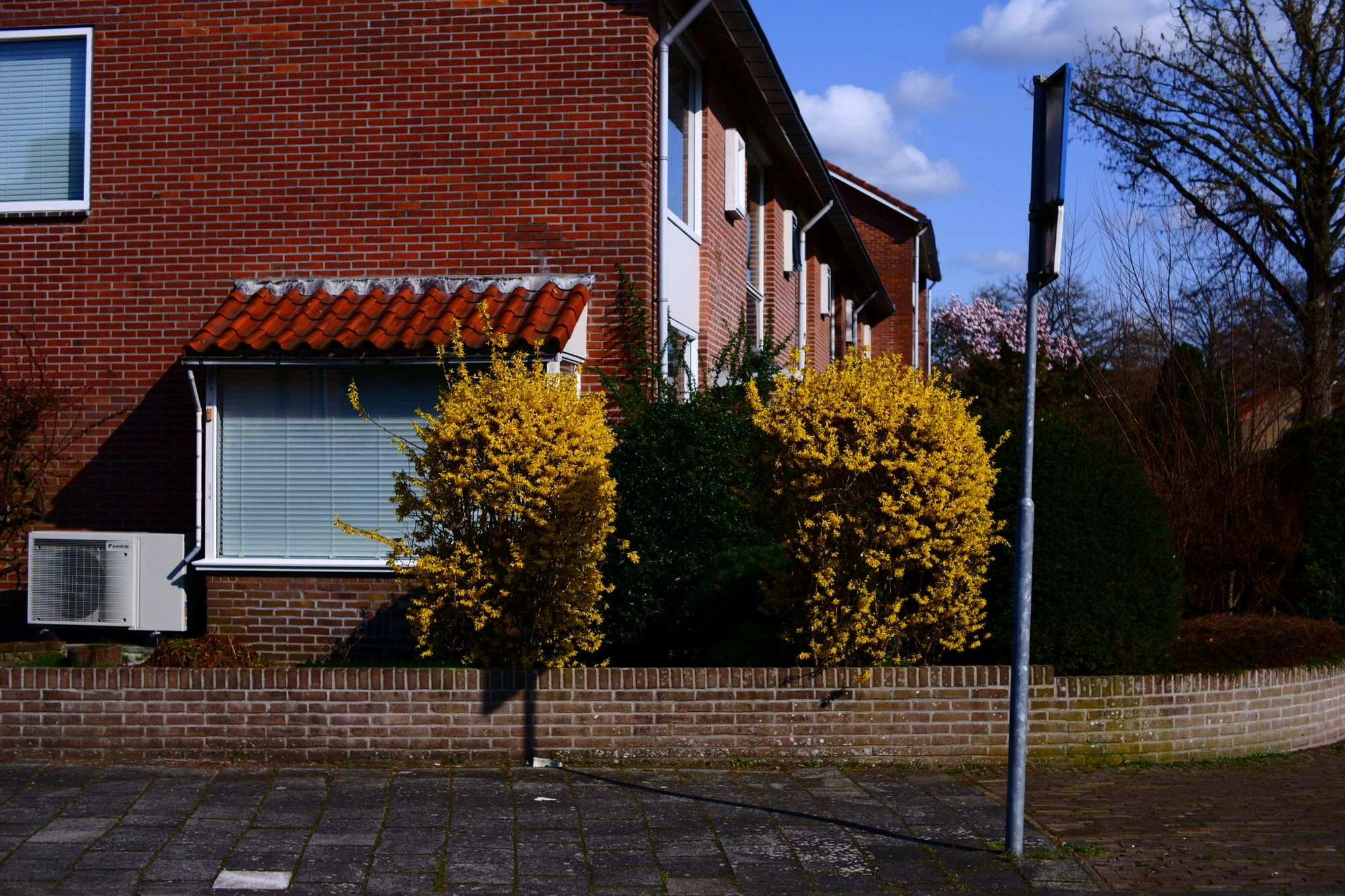 2026-03-15 - xt35 - color - NL - Bushes of yellow flowers in front of red brick house