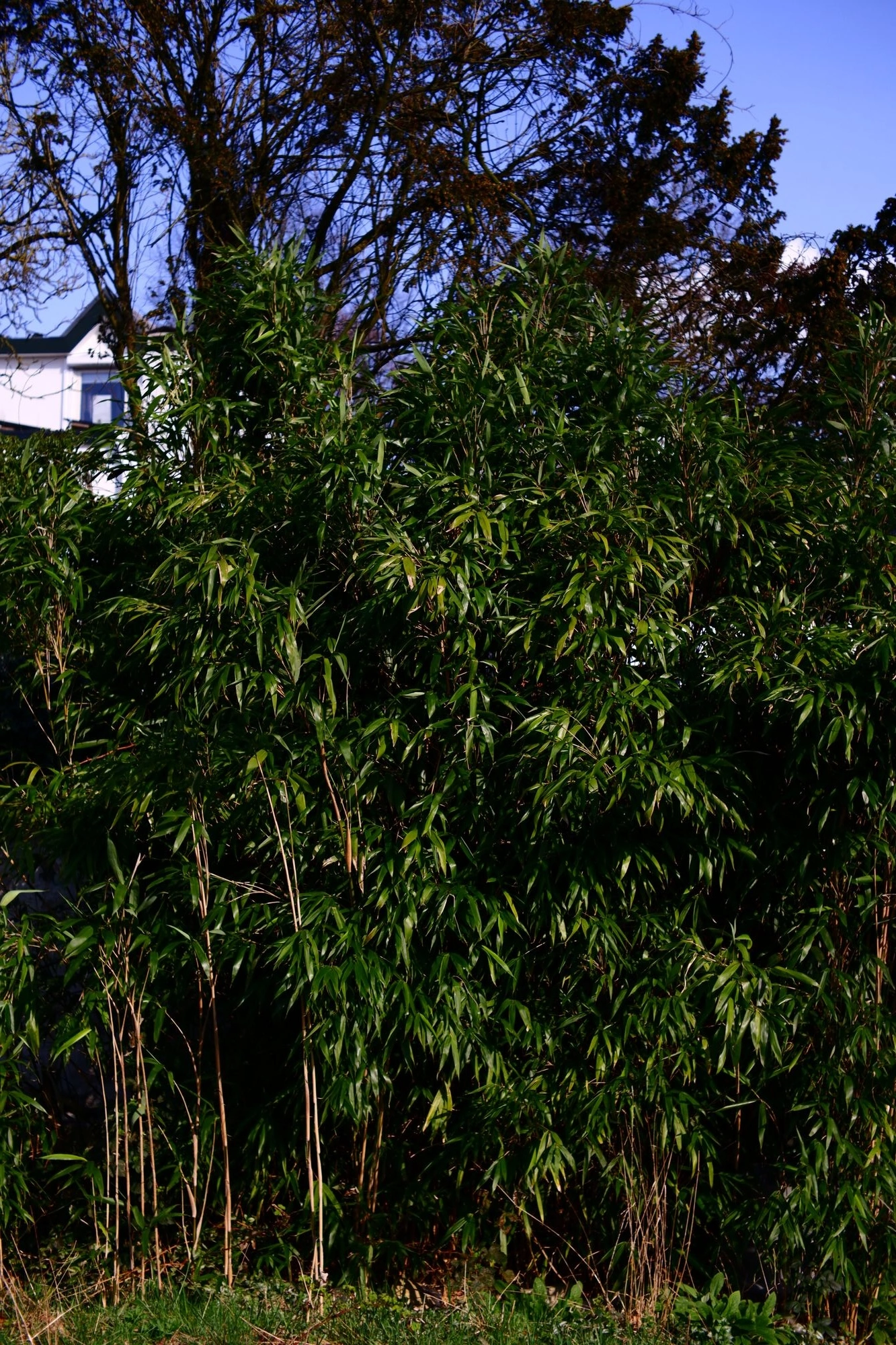 2026-03-15 - xt35 - color - NL - Overgrown bushes