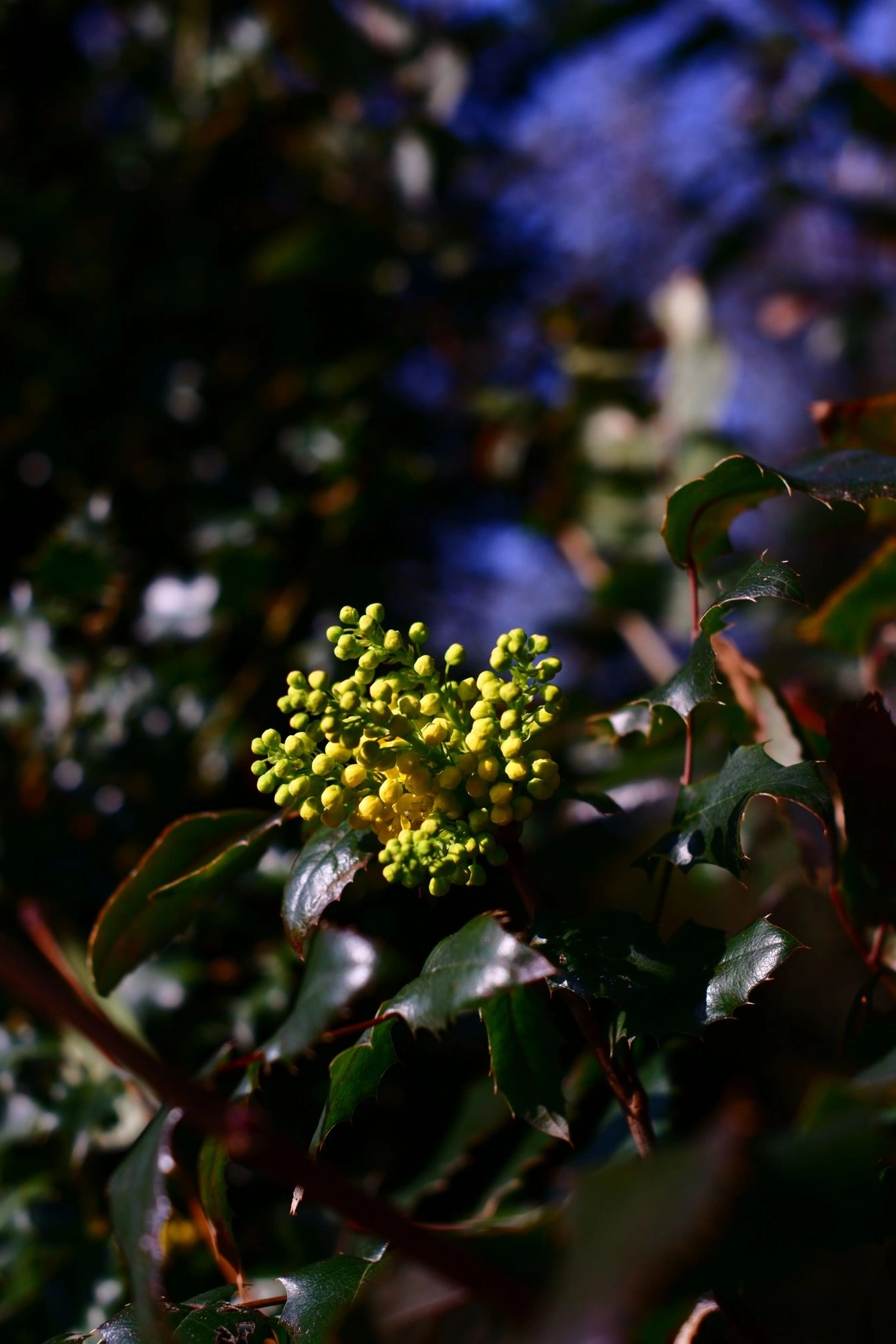 2026-03-15 - xt35 - color - NL - Small yellow flowers