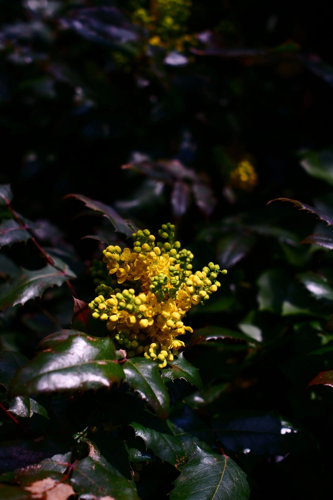 2026-03-15 - xt35 - color - NL - Yellow flowers