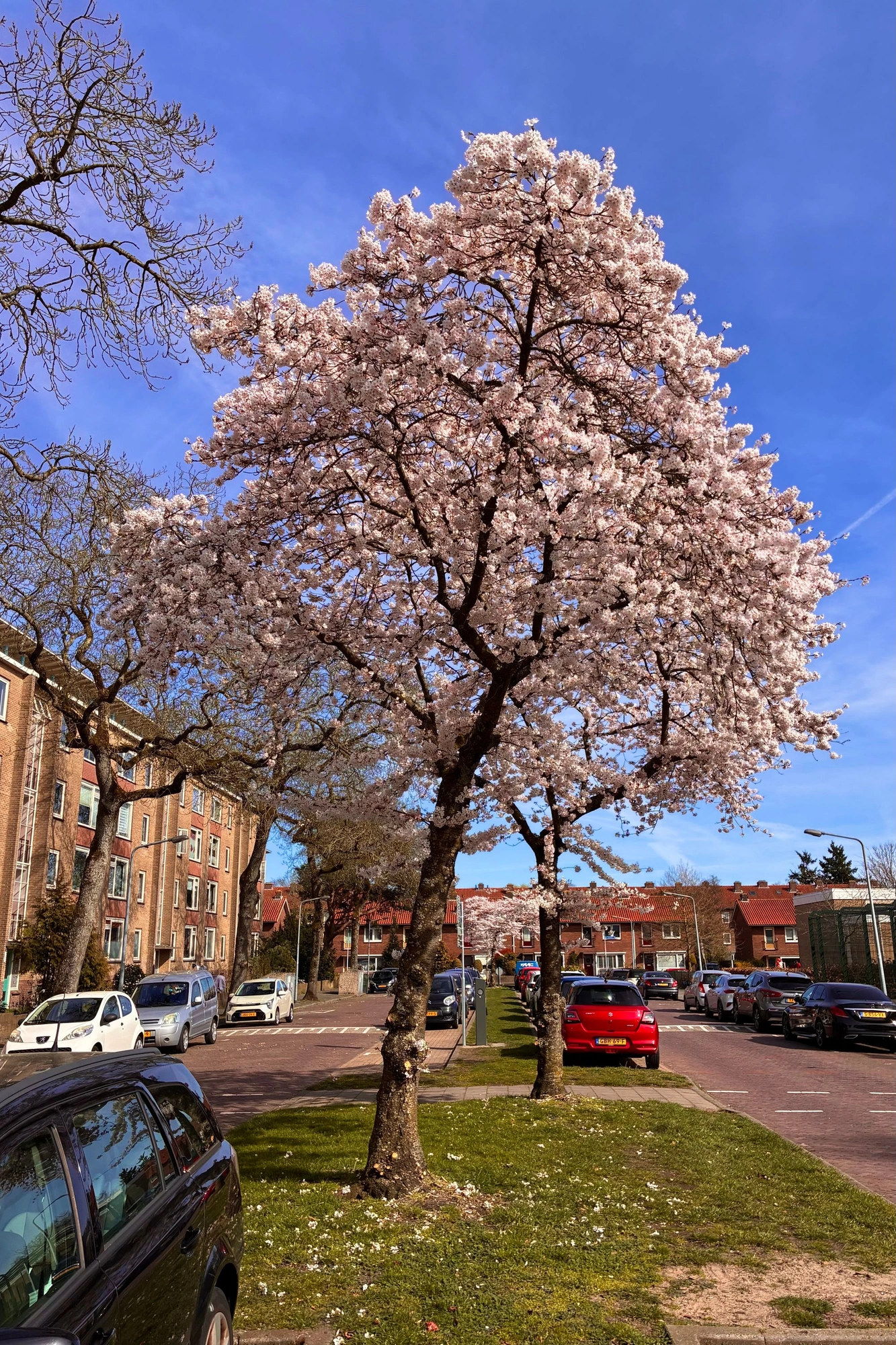 2026-03-20 - i16 - color - NL - Cherry blossom tree