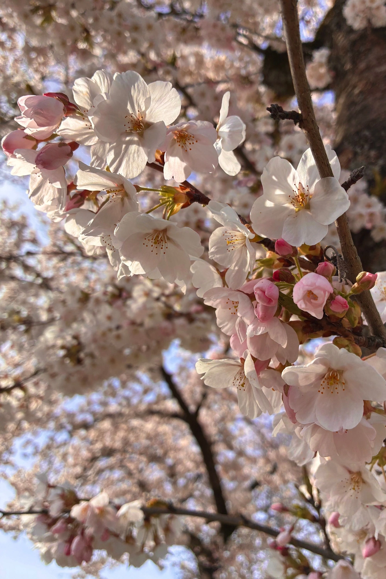 2026-03-20 - i16 - color - NL - Closeup of cherry blossoms