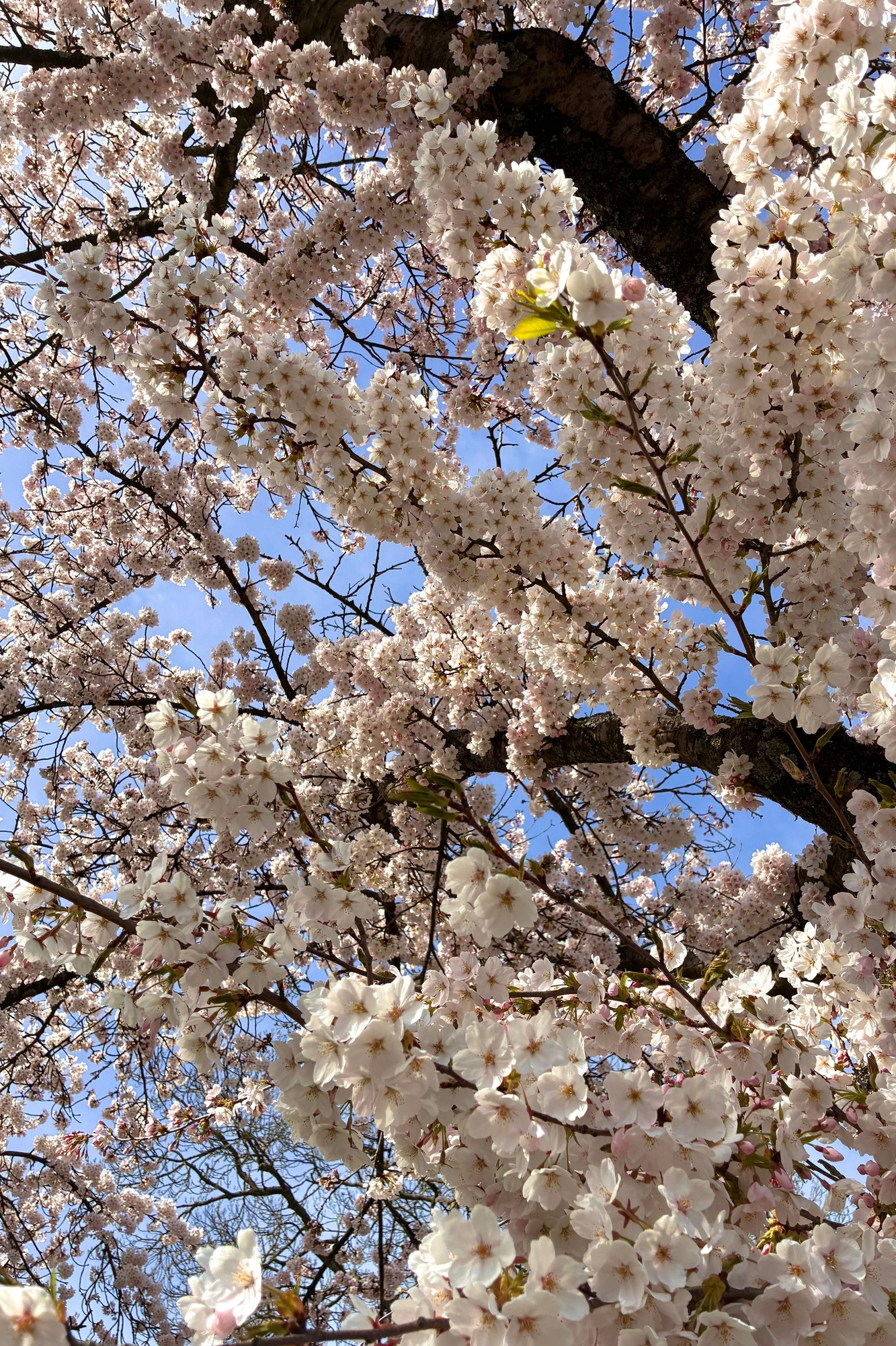 2026-03-20 - i16 - color - NL - Lots of cherry blossom flowers on tree