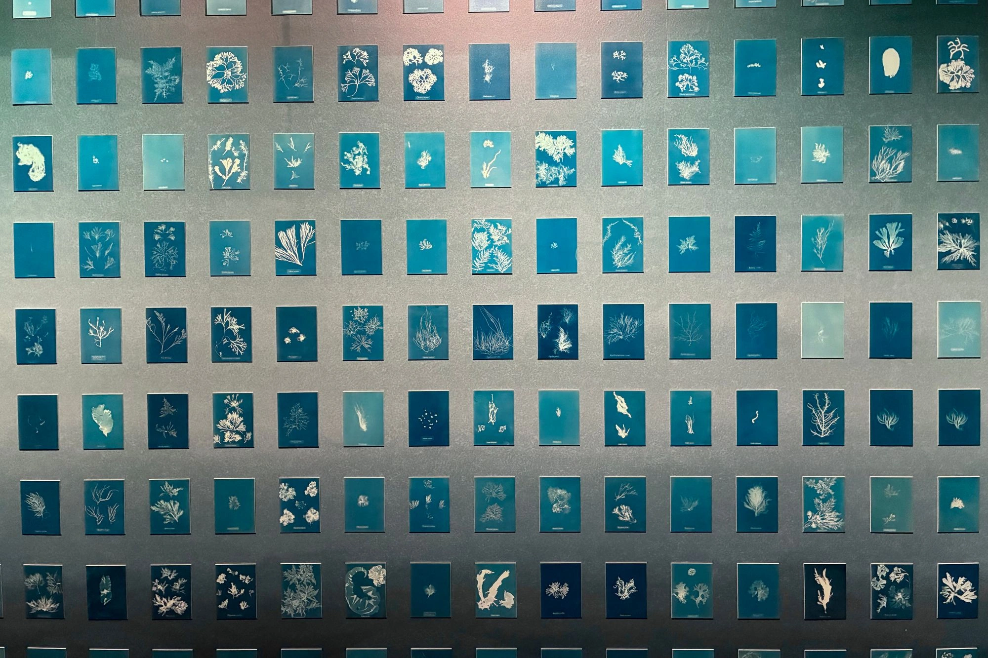 2026-03-28 - i16 - color - NL - Rotterdam - Cyanotypes of plants