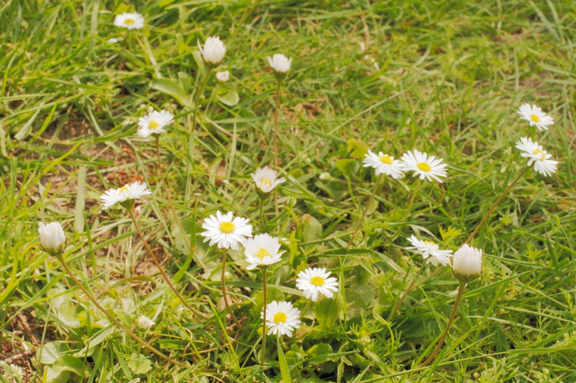 2026-05-31 - xt35 - color - NL - Utrecht - White flowers