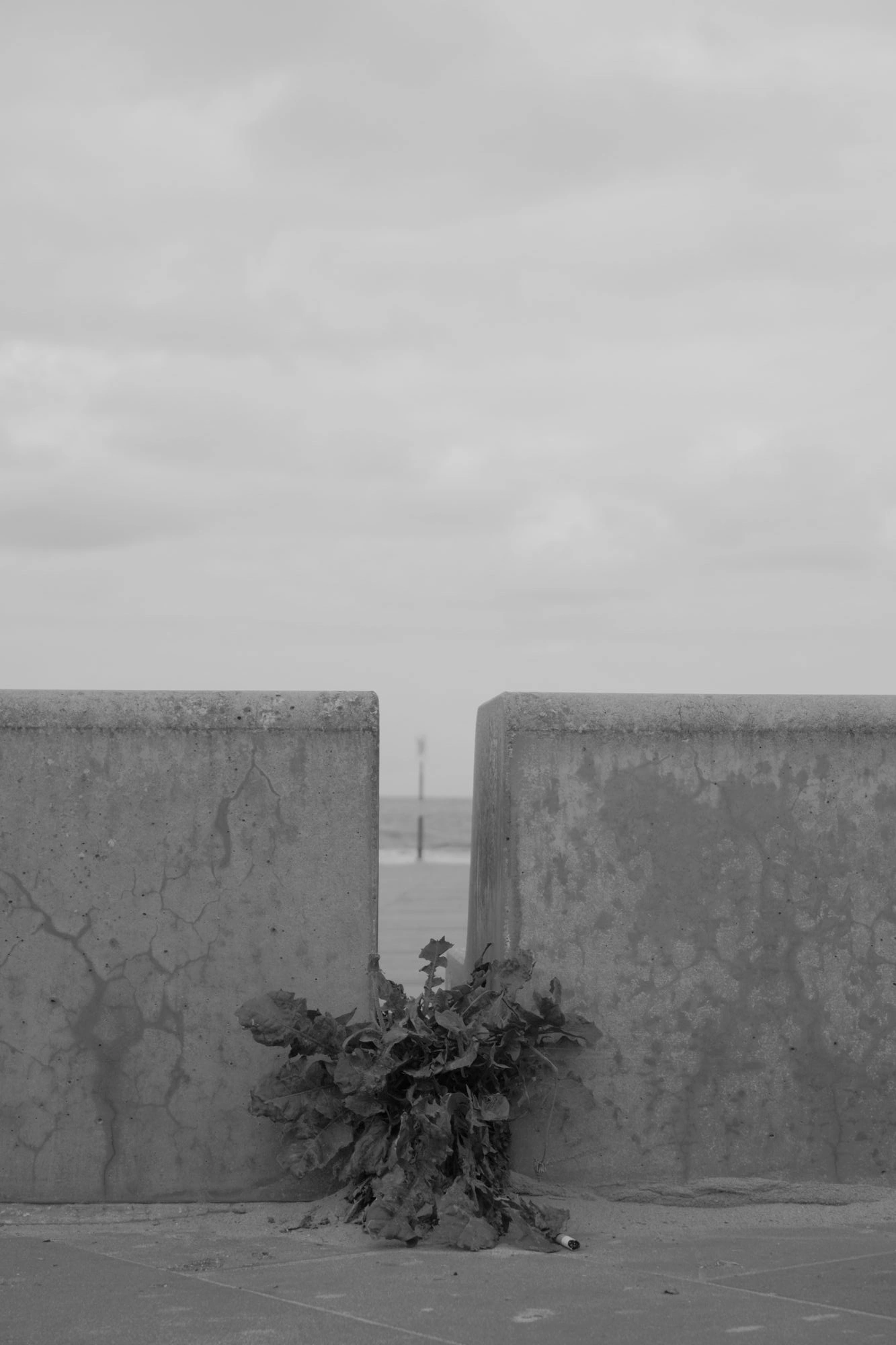 2026-07-18 - xt15-45 - bw - NL - Scheveningen - Plant between low walls