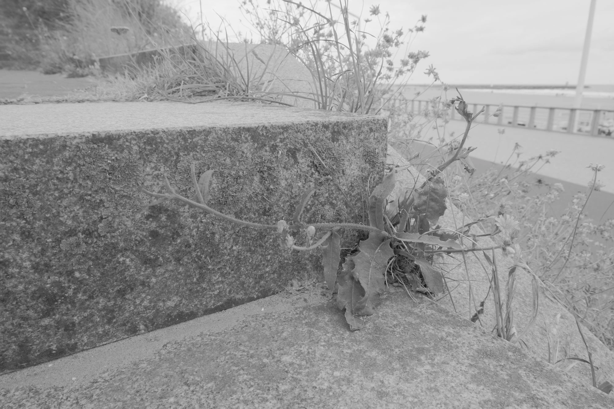 2026-07-18 - xt15-45 - bw - NL - Scheveningen - Plant growing on side of staircase