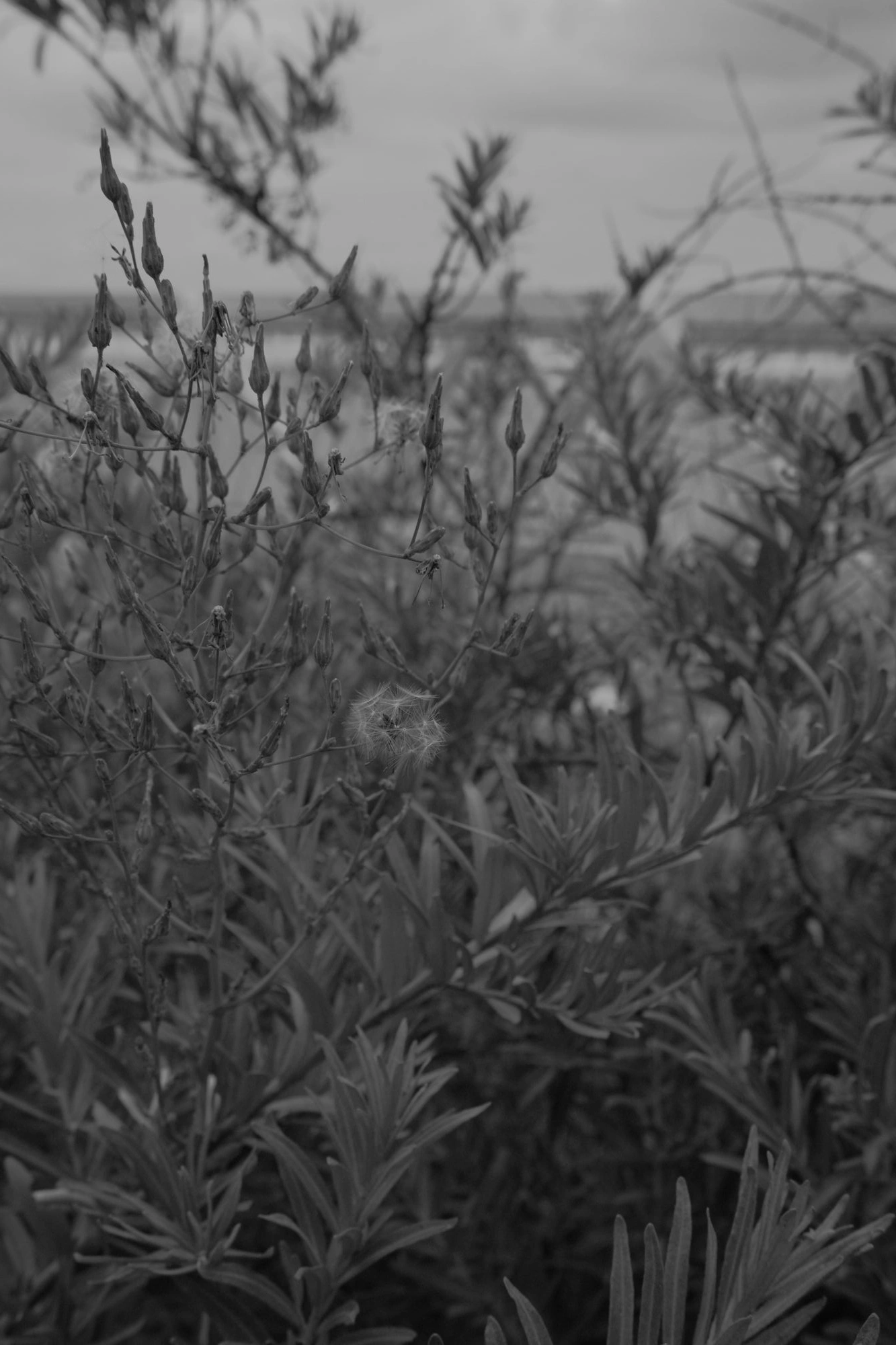 2026-07-18 - xt15-45 - bw - NL - Scheveningen - Plants with dandelion-esque seeds