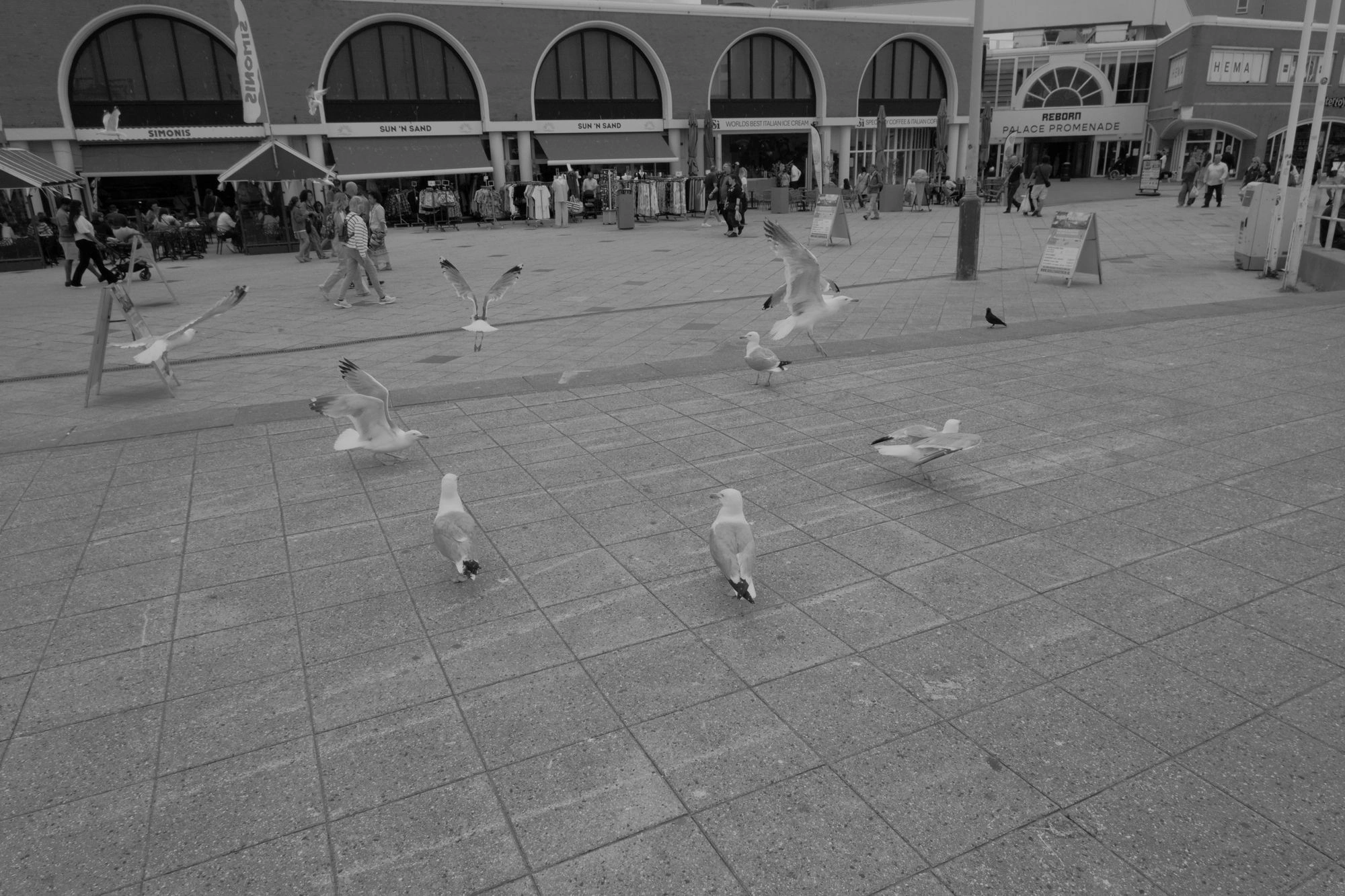2026-07-18 - xt15-45 - bw - NL - Scheveningen - Seagulls