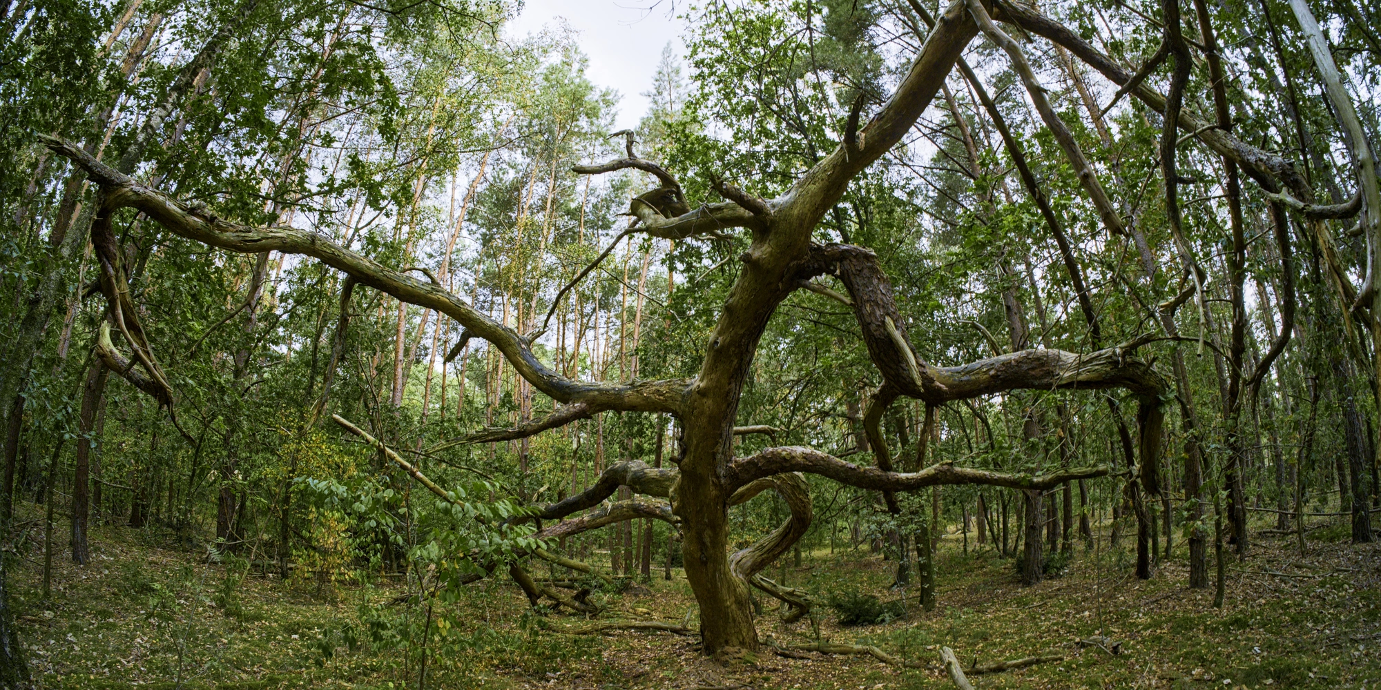 Bare tree with spreading branches
