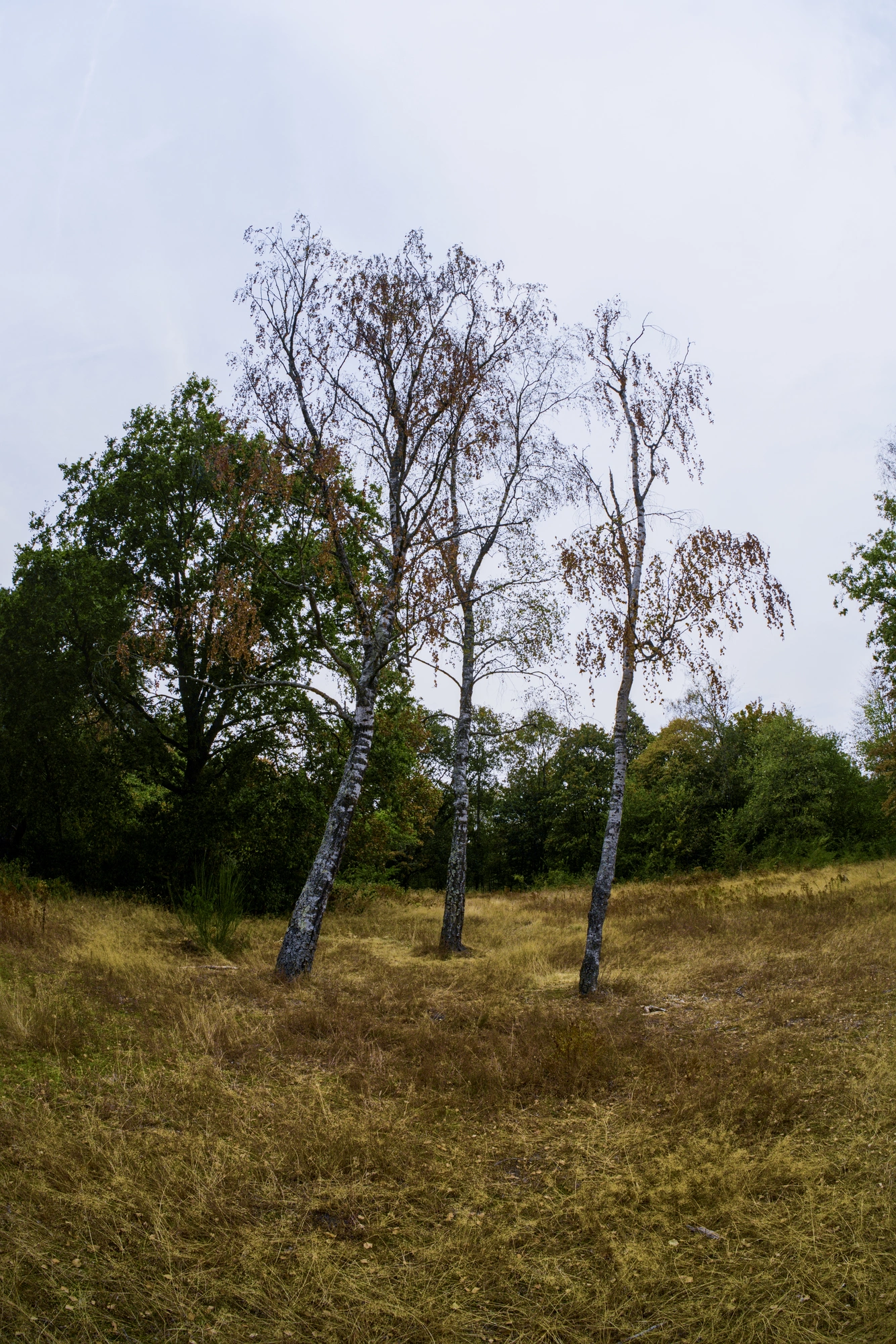 Three trees