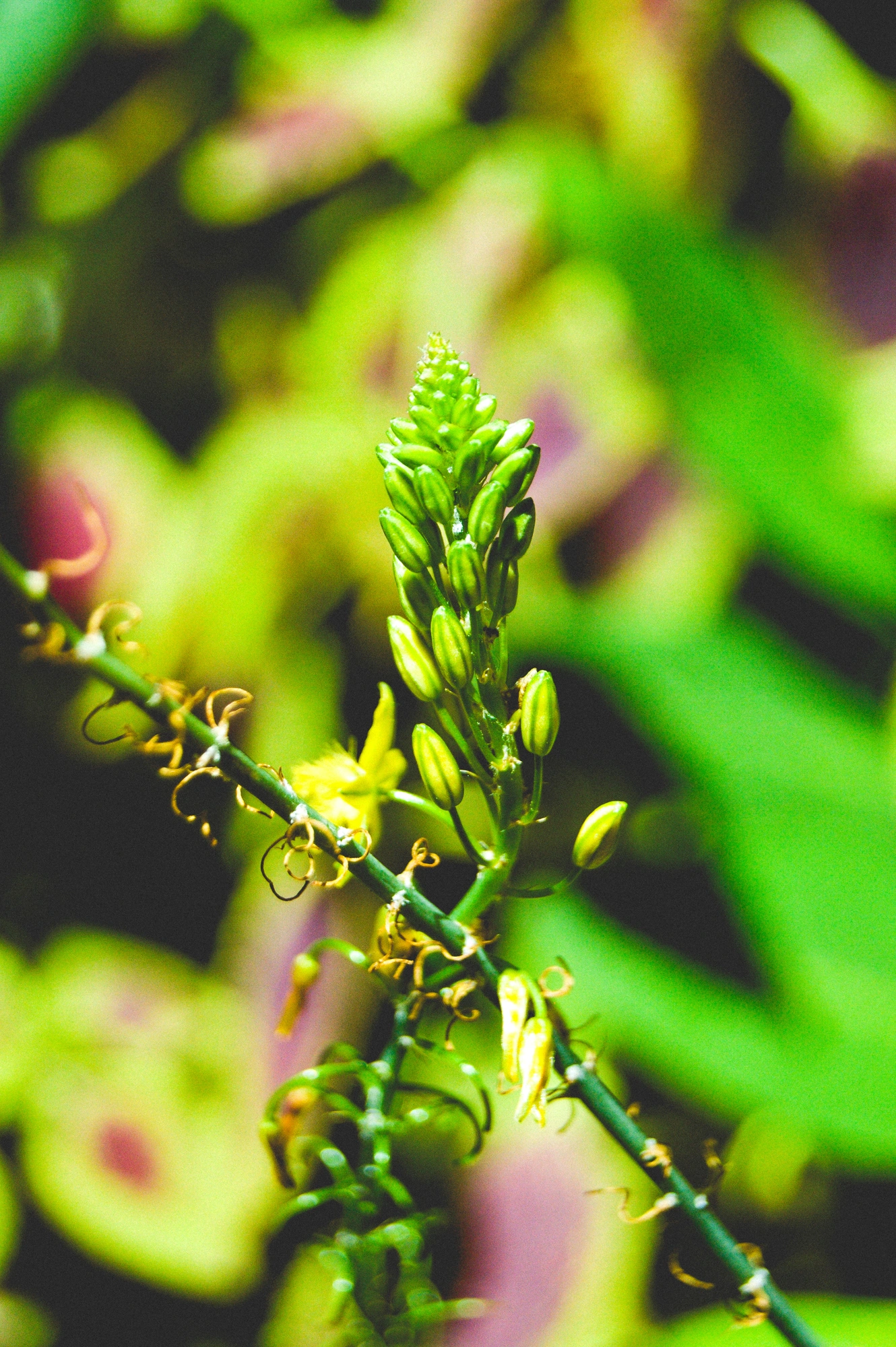 2021-02-13 - n70-300 - color - ZA - Johannesburg - Green plant bobbles