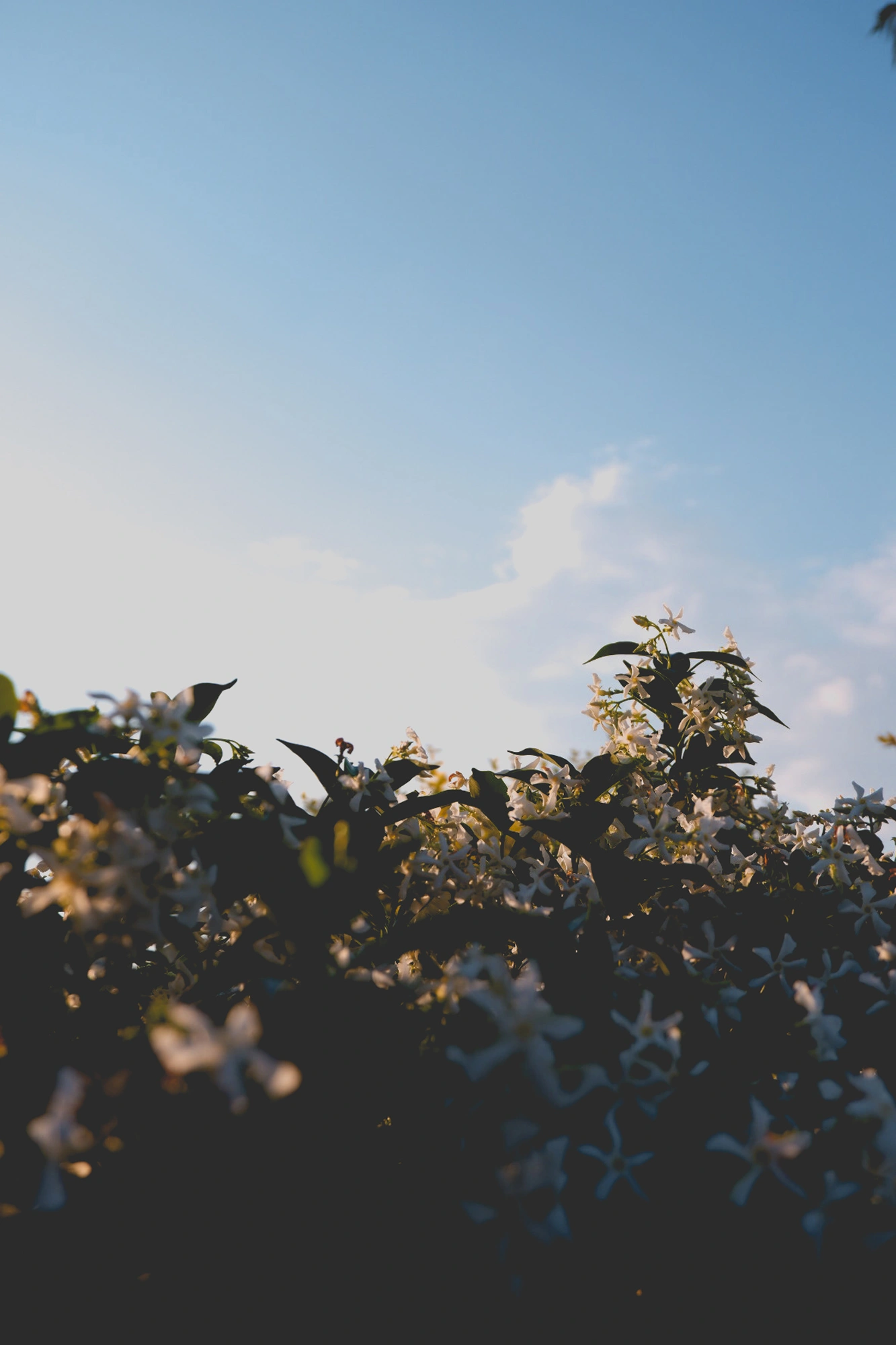 2021-10-29 - xt15-45 - color - ZA - Pretoria - Jasmine flowers