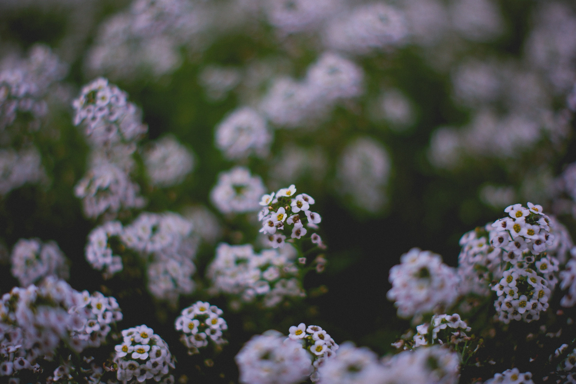 2021-12-05 - xt15-45 - color - ZA - Pretoria - White flowers