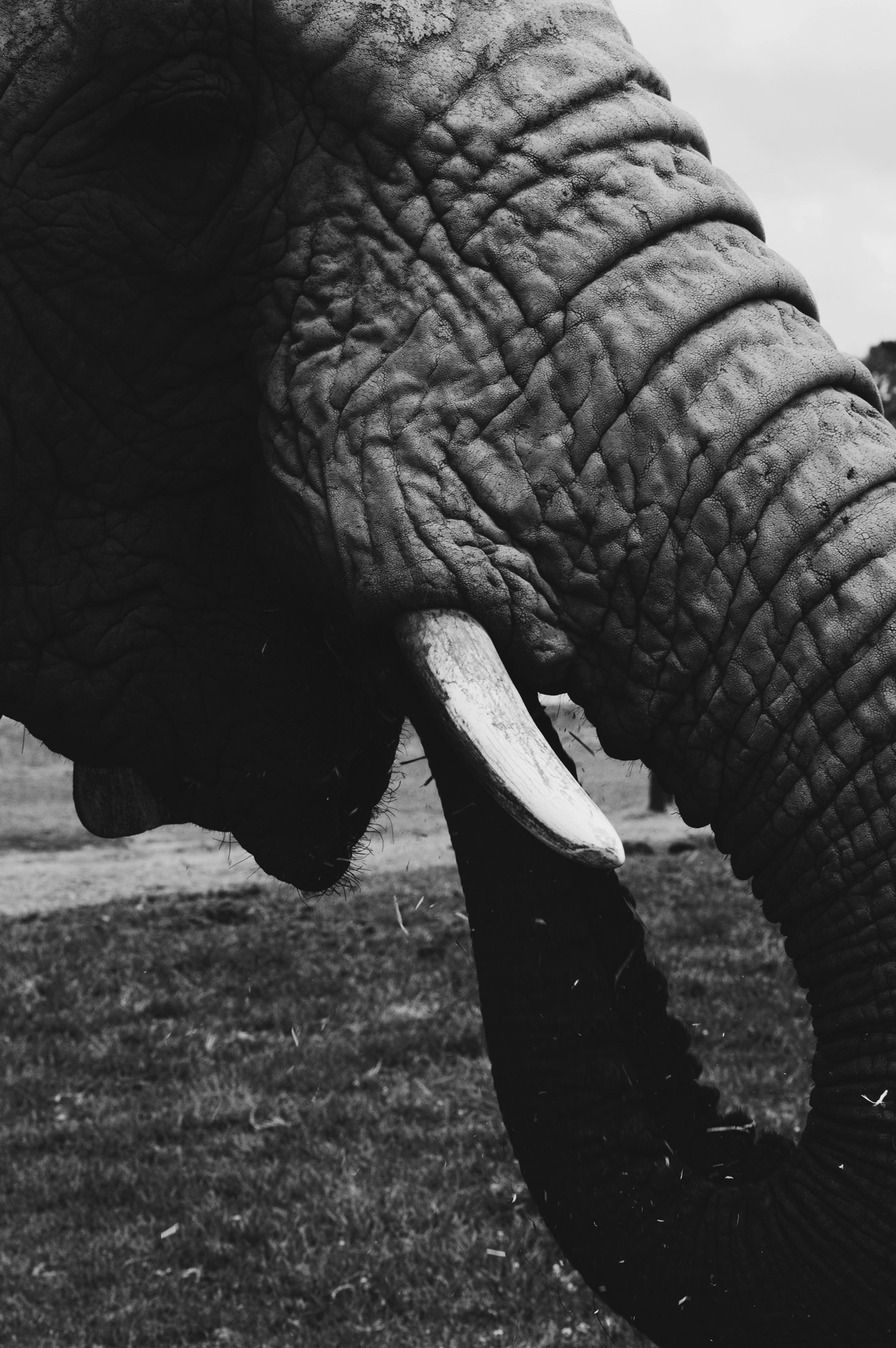 2018-12-24 - n18-55 - bw - ZA - Knysna Elephant Park, Knysna - Elephant trunk