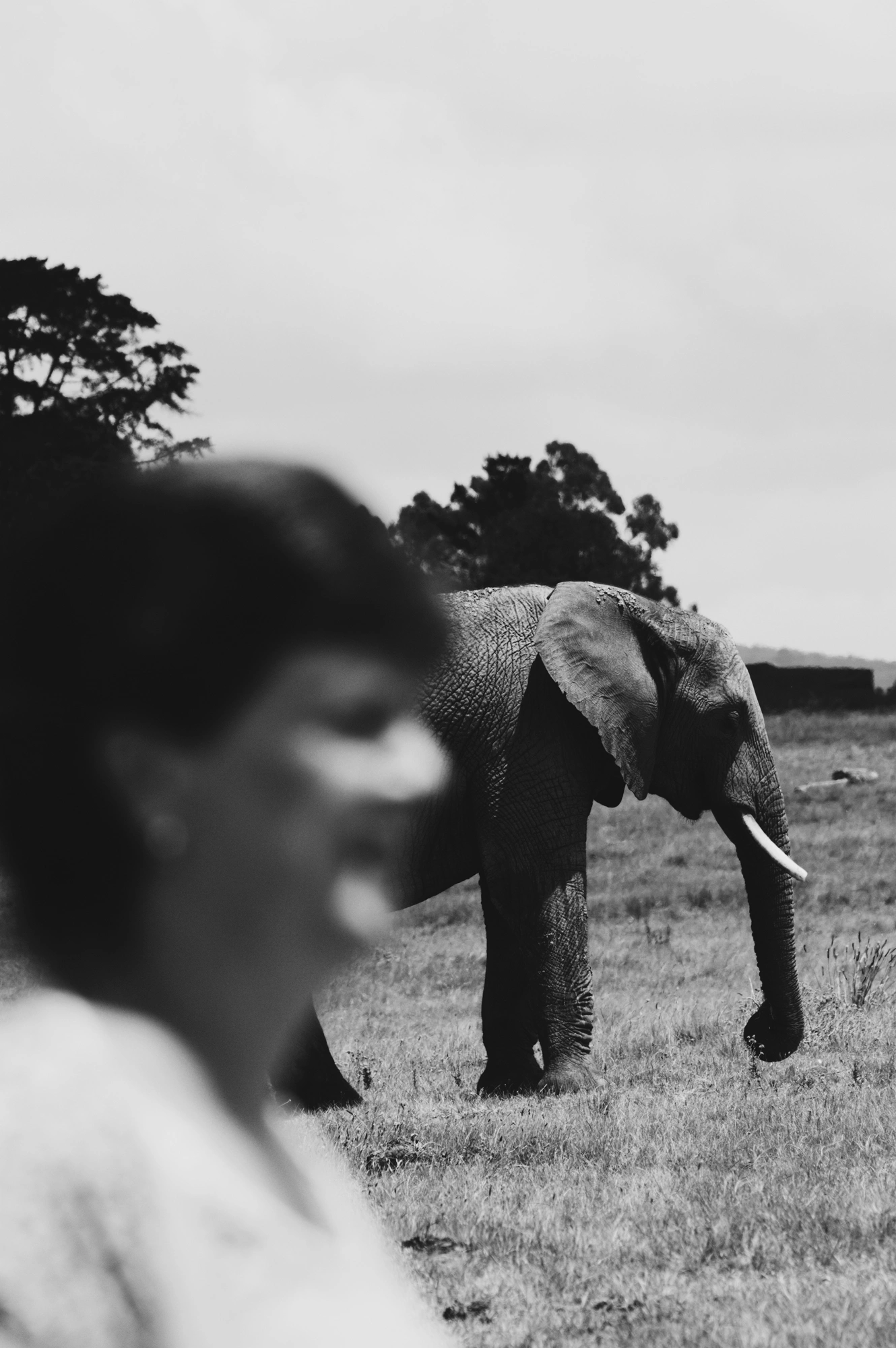 2018-12-24 - n18-55 - bw - ZA - Knysna Elephant Park, Knysna - Out-of-focus person with elephant in background