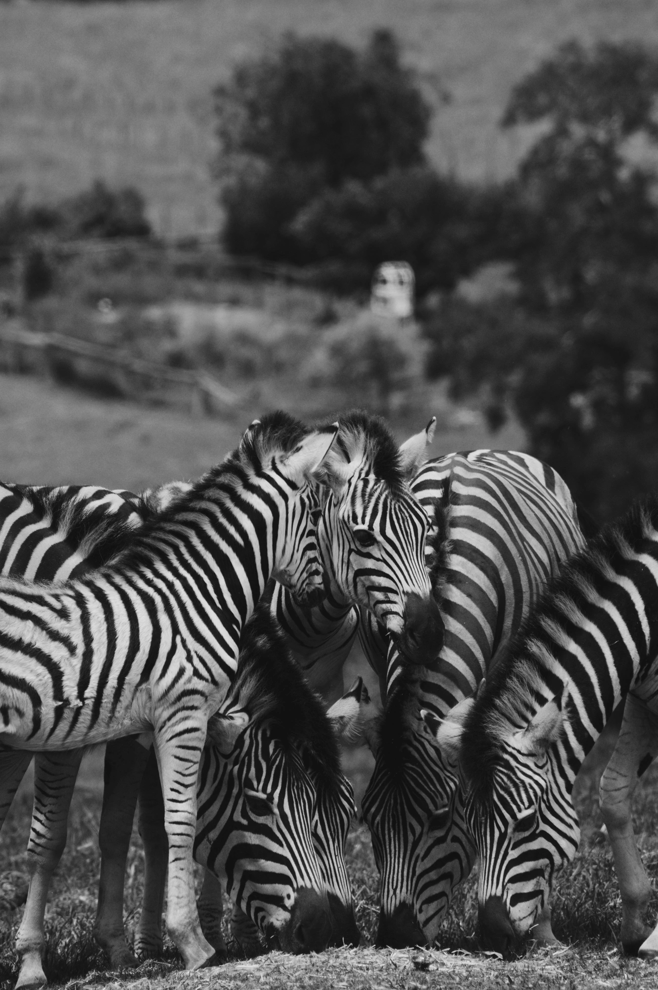2018-12-24 - n18-55 - bw - ZA - Knysna Elephant Park, Knysna - Zebras huddled