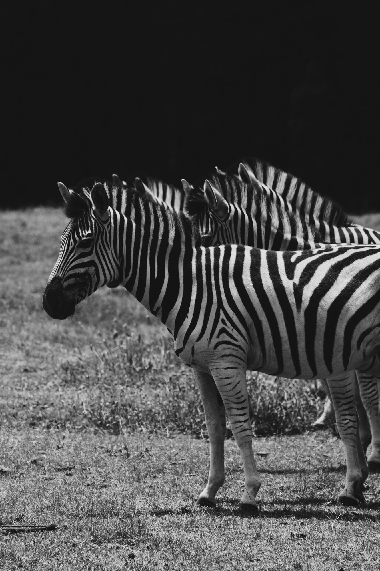 2018-12-24 - n18-55 - bw - ZA - Knysna Elephant Park, Knysna - Zebras in a line