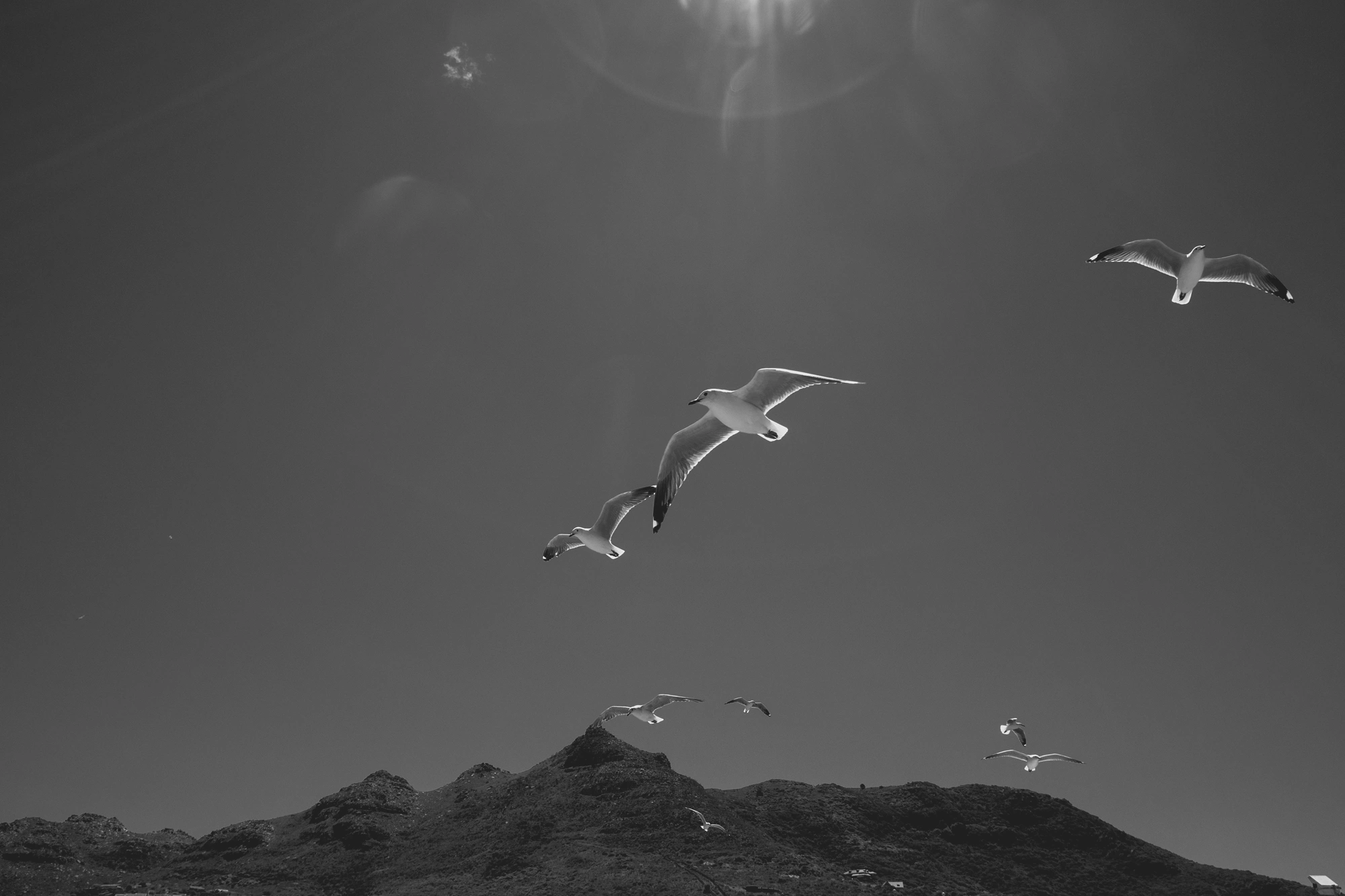 2022-02-13 - xt15-45 - bw - ZA - Cape Town - Seagulls flying with mountains in the background