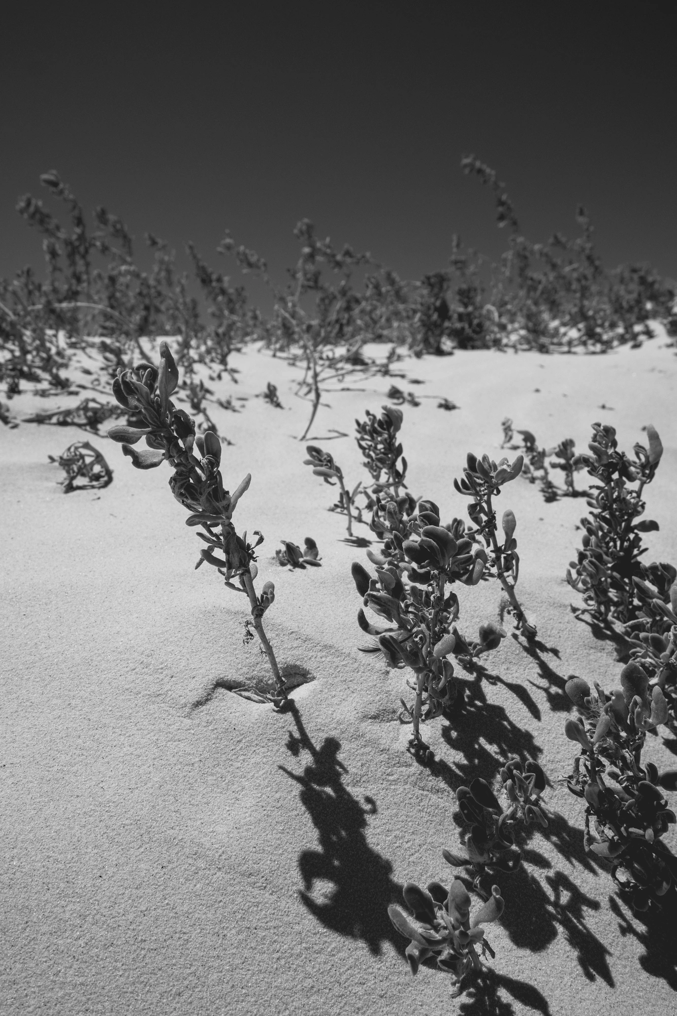 2022-02-14 - xt15-45 - bw - ZA - Cape Town - Close up of small plants poking through beach sand