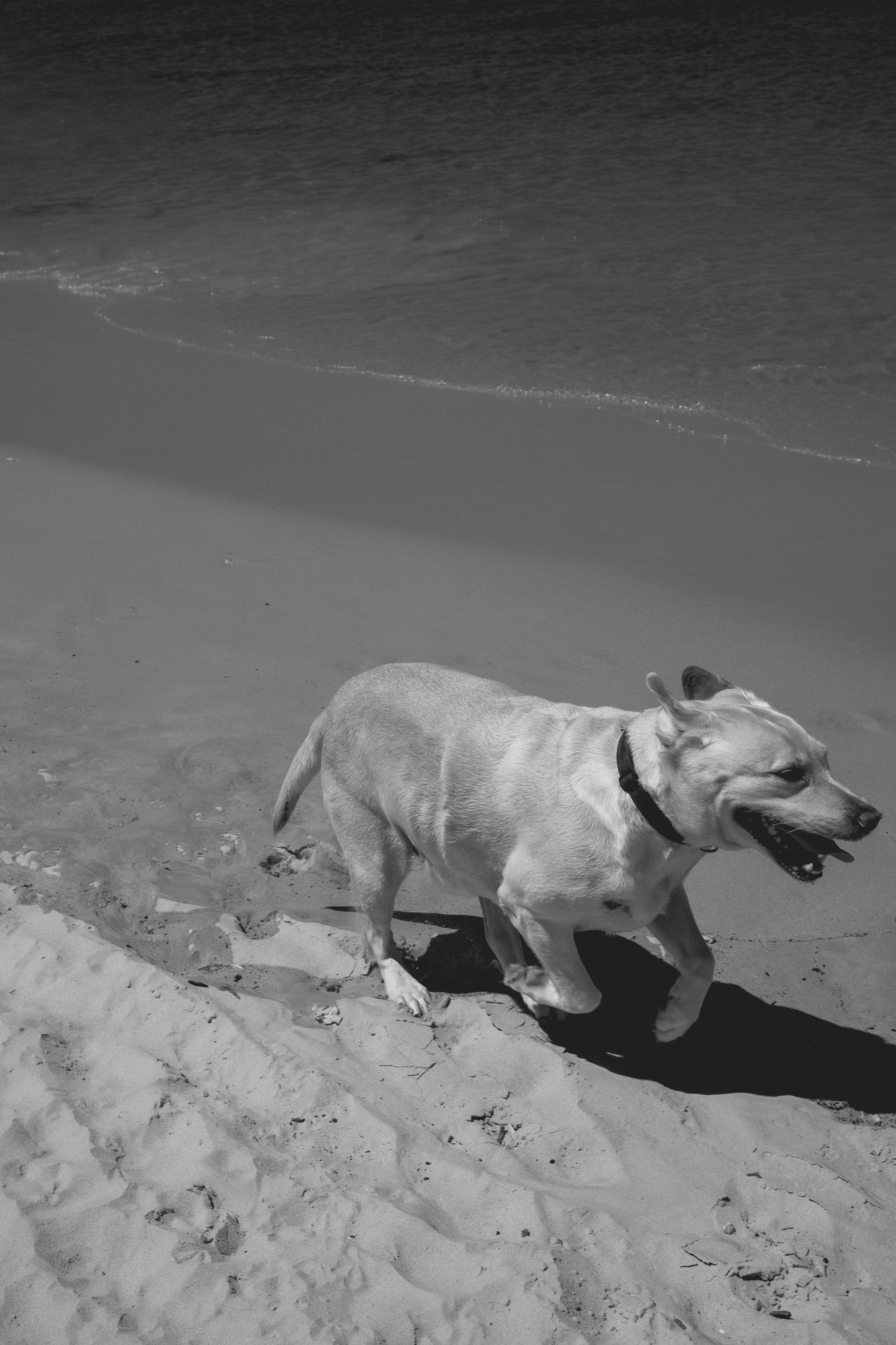 2022-02-14 - xt15-45 - bw - ZA - Cape Town - Dog running on the beach
