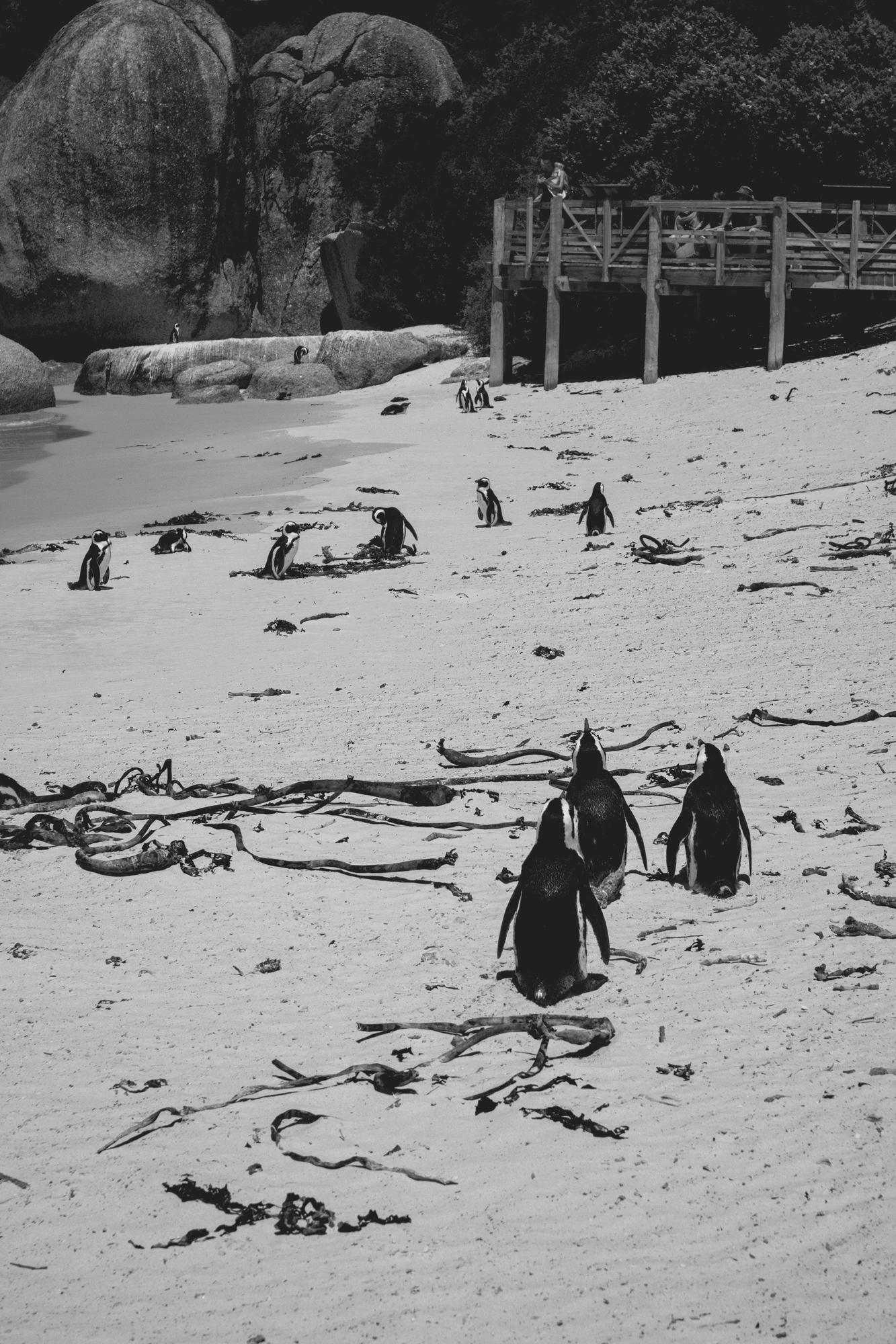 2022-02-14 - xt15-45 - bw - ZA - Cape Town - Penguins on beach