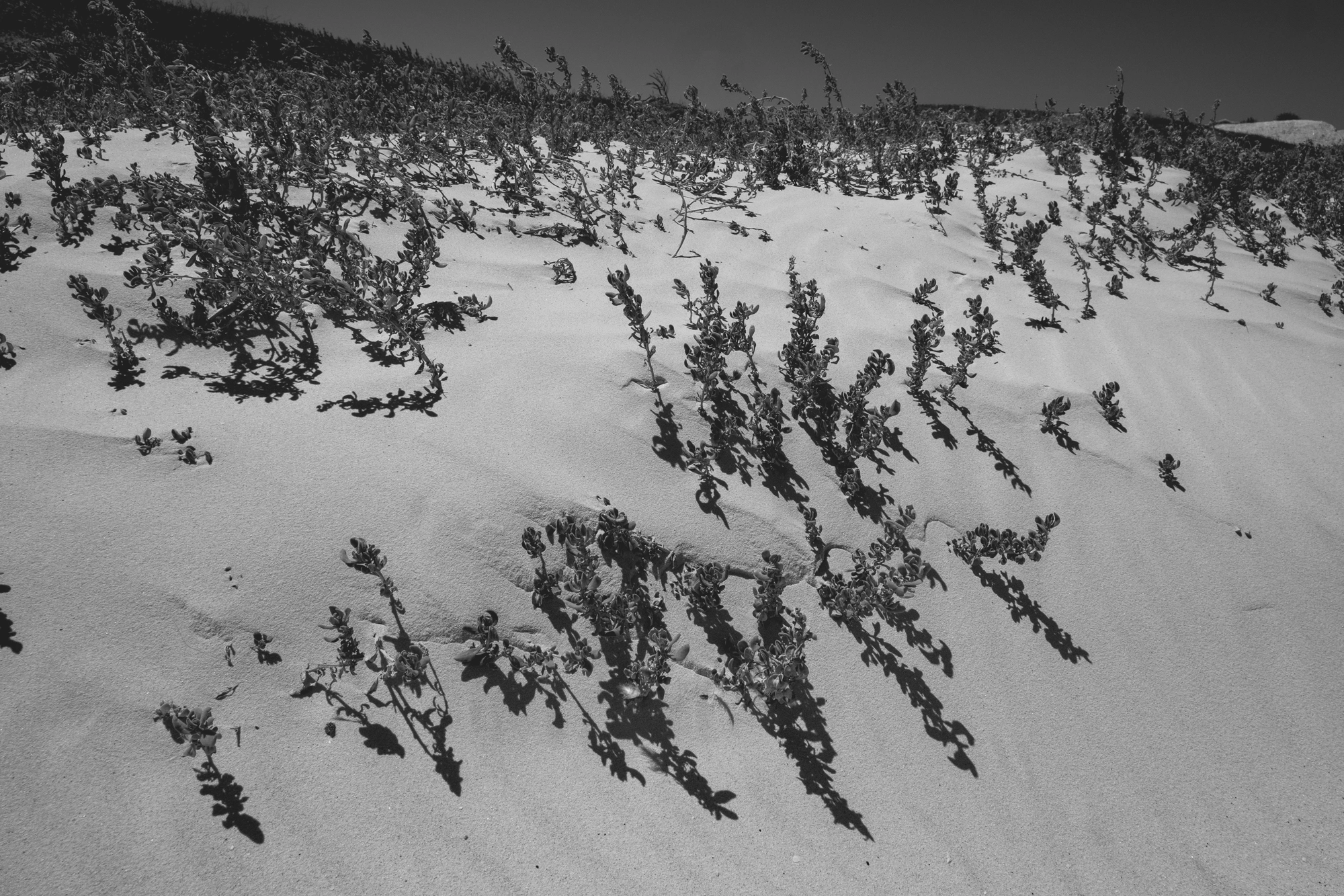 2022-02-14 - xt15-45 - bw - ZA - Cape Town - Small plants poking through mound of beach sand