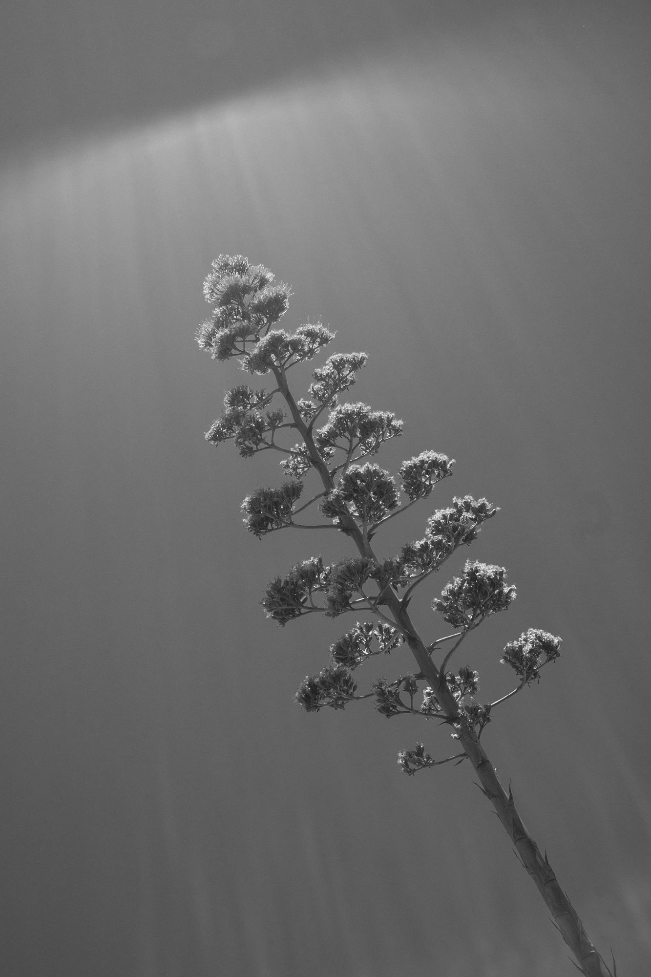 2022-02-14 - xt15-45 - bw - ZA - Cape Town - Tree in front of the sky