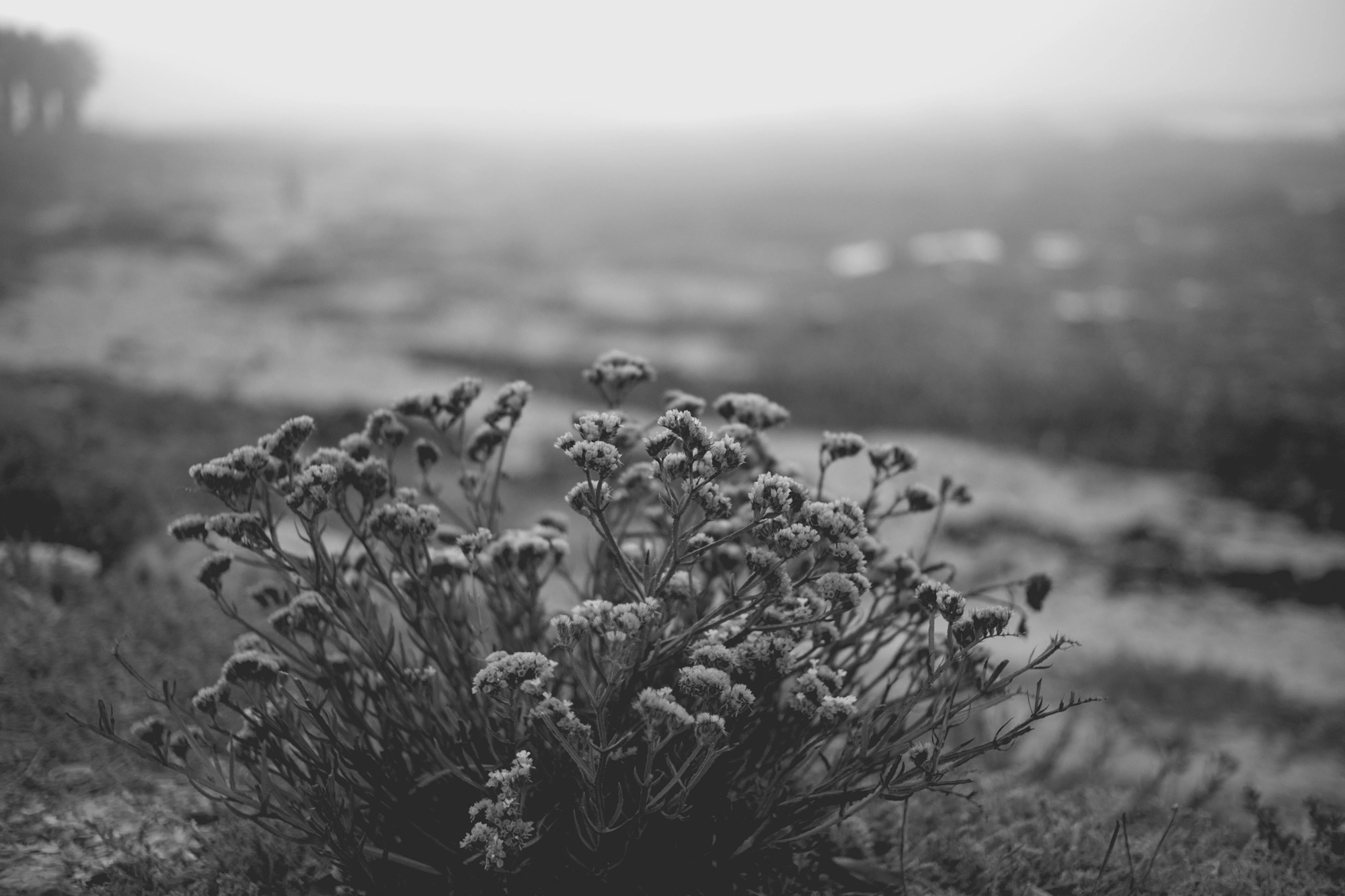 2022-02-15 - xt35 - bw - ZA - Cape Town - Plants in front of ocean on a misty day