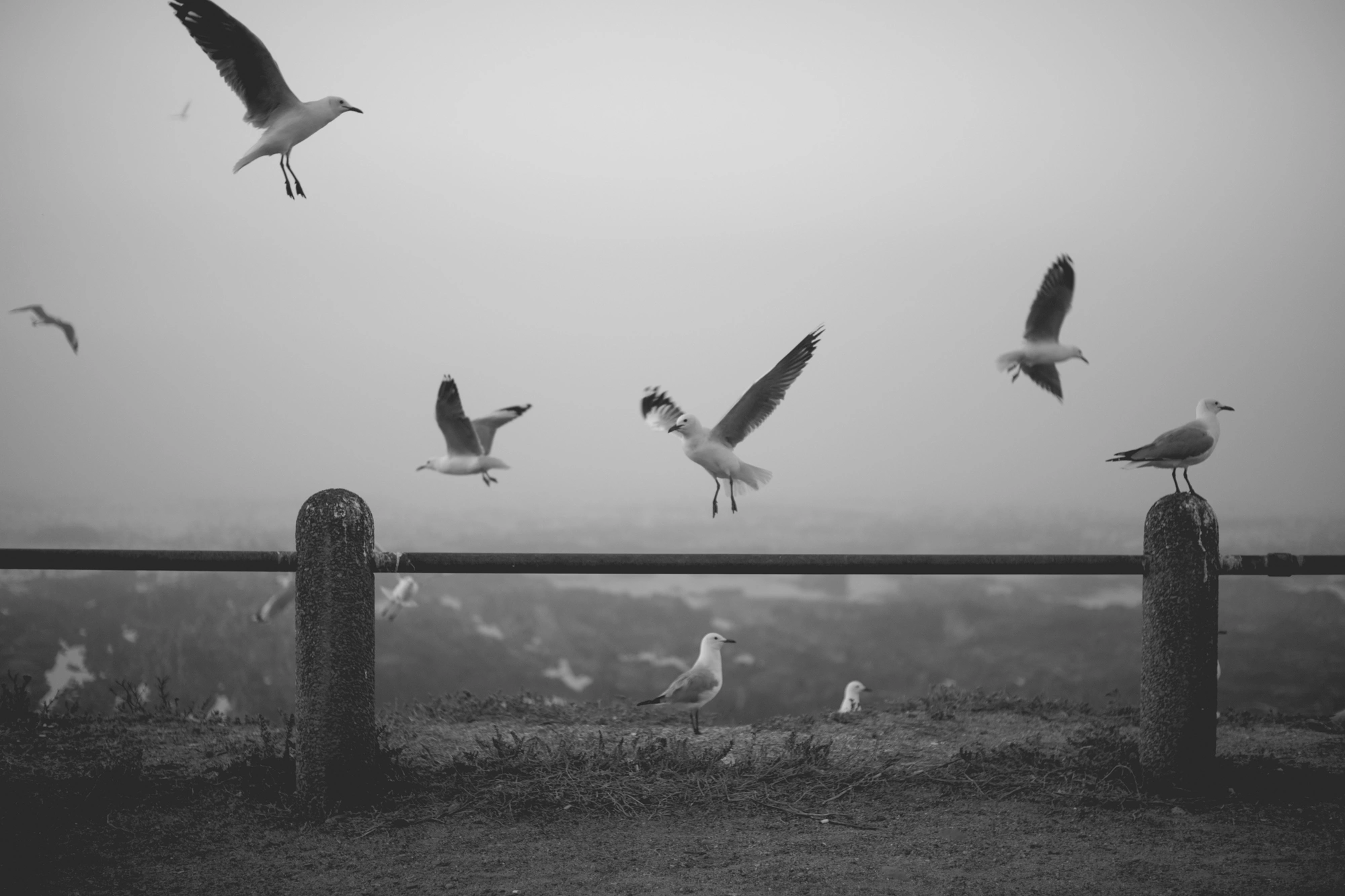2022-02-15 - xt35 - bw - ZA - Cape Town - Seagulls flying around in front of the ocean on a misty day