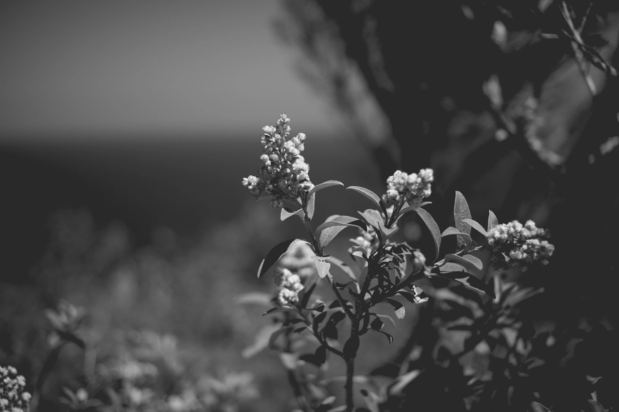 2022-02-16 - xt35 - bw - ZA - Cape Town - Plants with ocean in the background