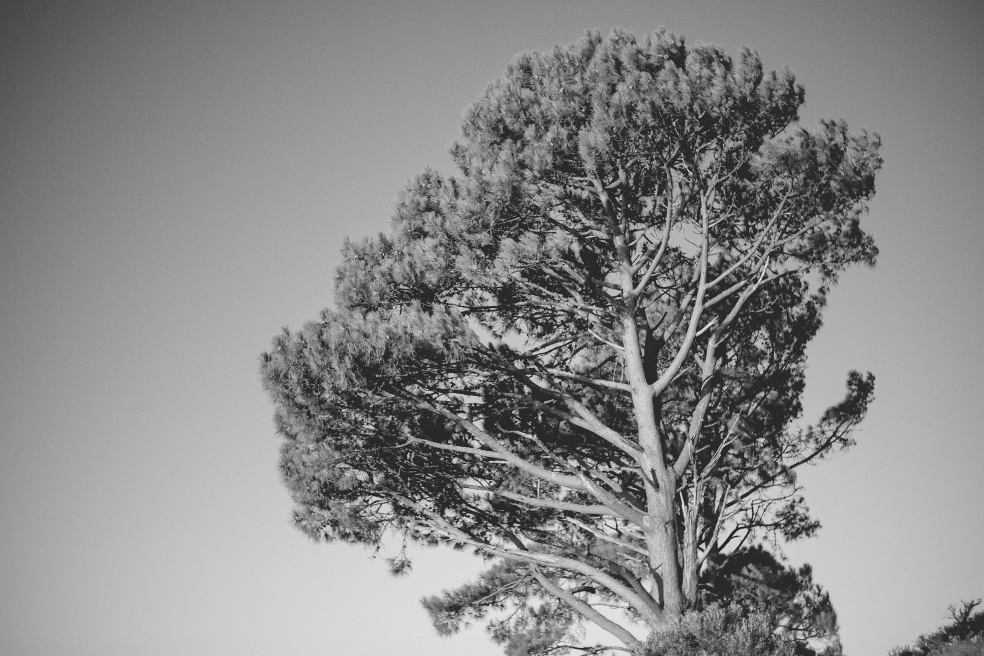 2022-02-16 - xt35 - bw - ZA - Cape Town - Tree