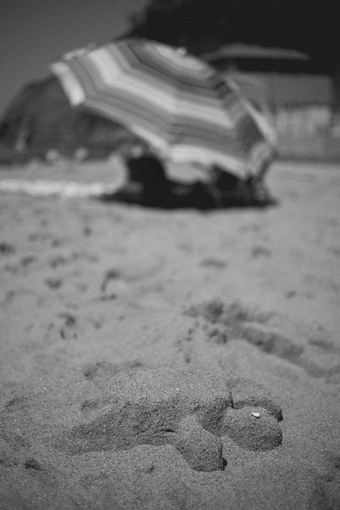 2022-09-22 - xt35 - bw - ZA - Durban - Sand turtle