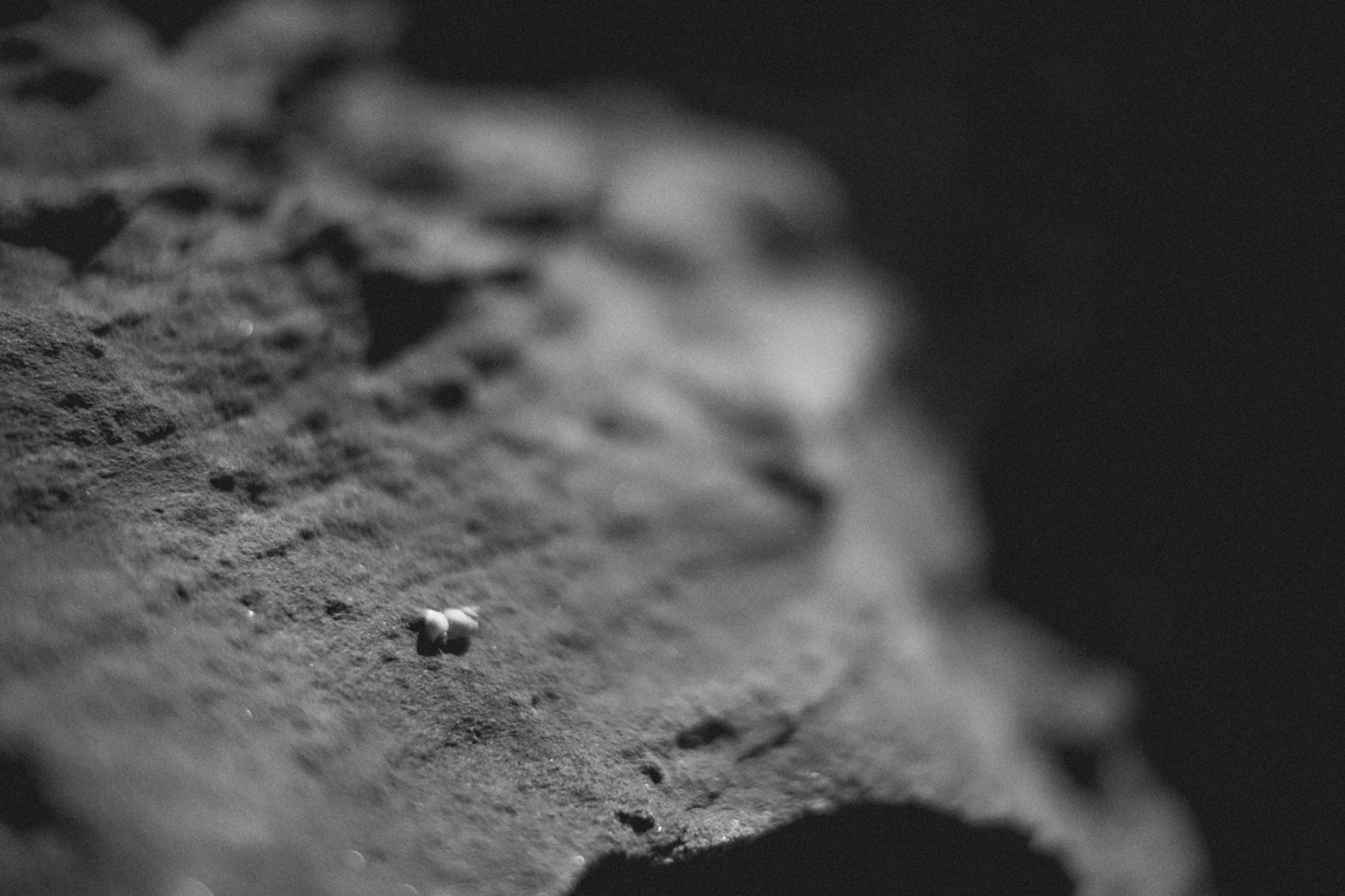 2022-09-22 - xt35 - bw - ZA - Durban - Tiny shells on rock wall