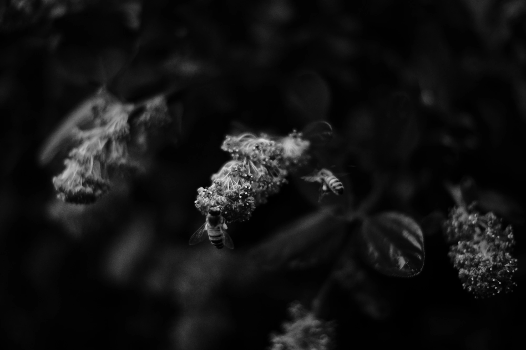 2024-06-15 - xt35 - bw - BE - Brussles - Bees at flowers