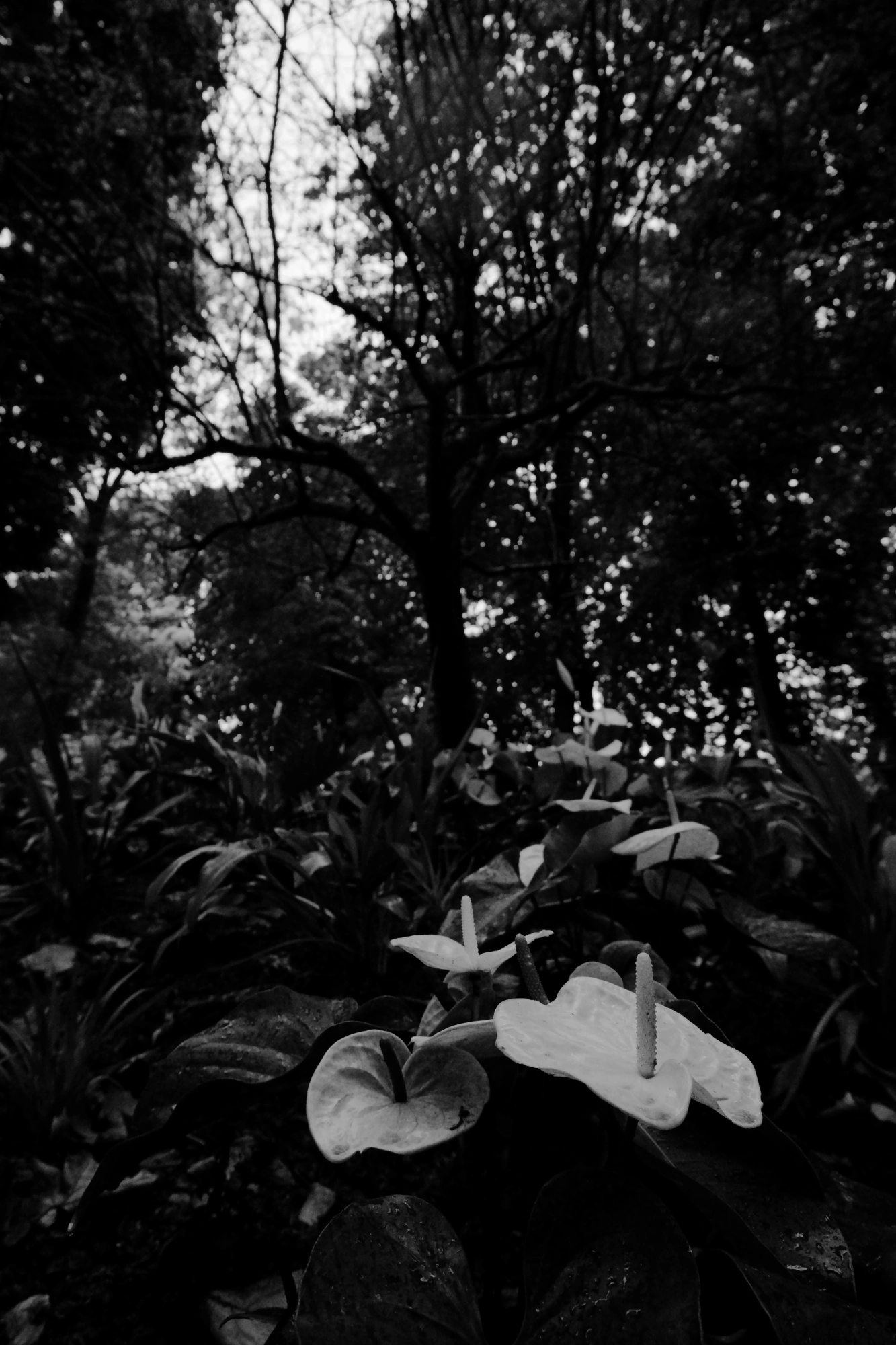 2024-06-16 - xt15-45 - bw - BE - Brussles - Lilies