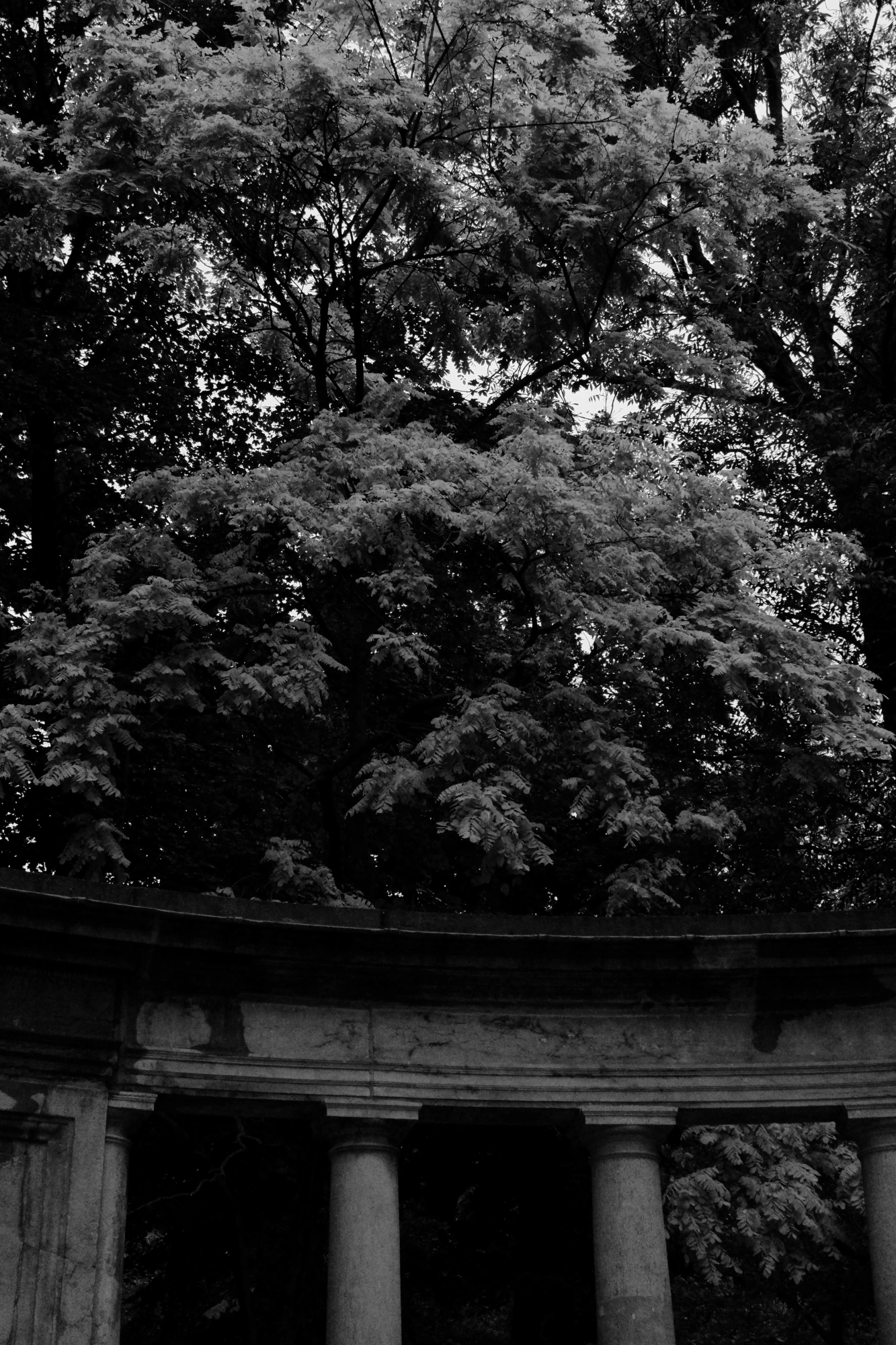 2024-06-16 - xt15-45 - bw - BE - Brussles - Trees overhanging old pillars