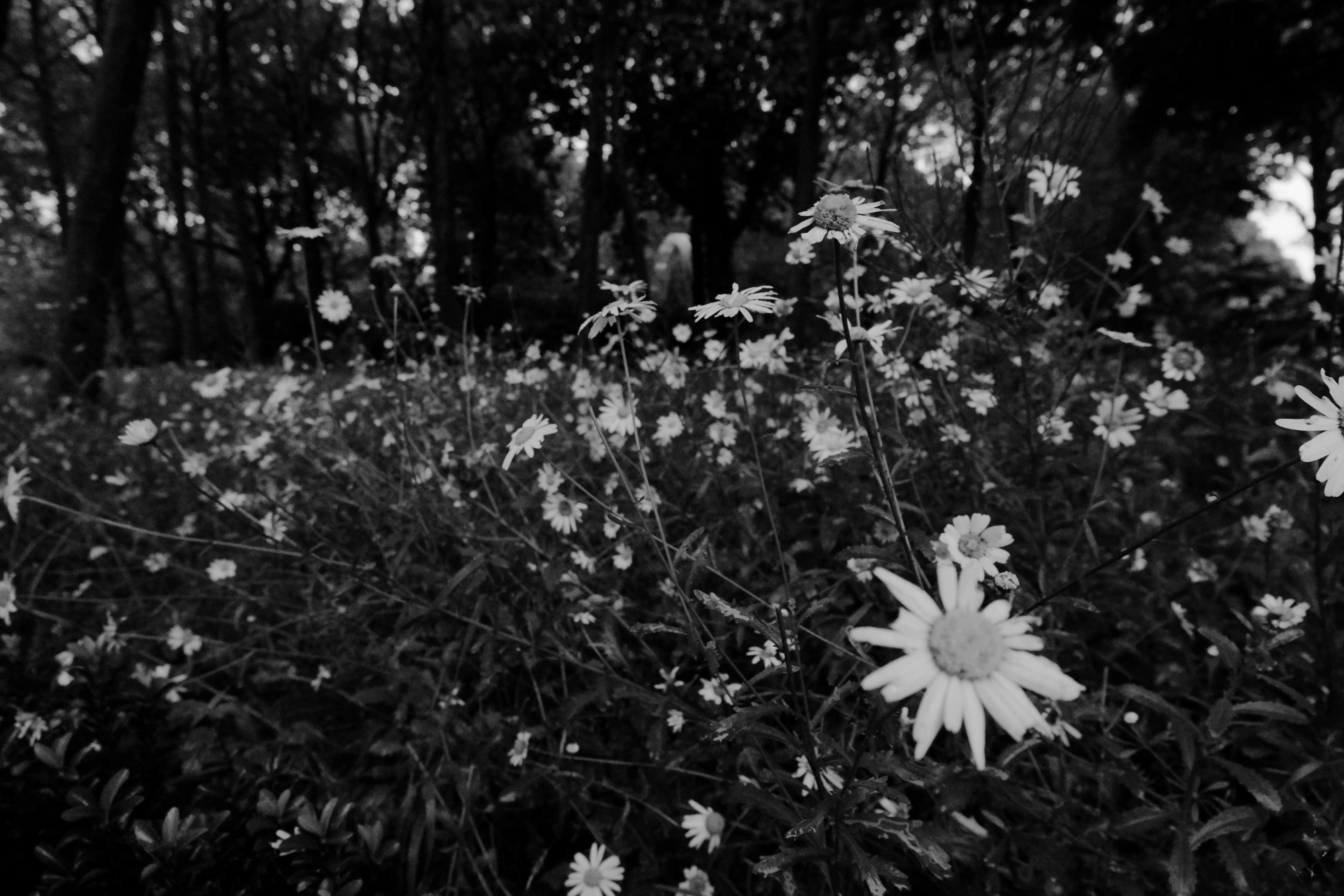 2024-06-16 - xt35 - bw - BE - Brussles - Flowers