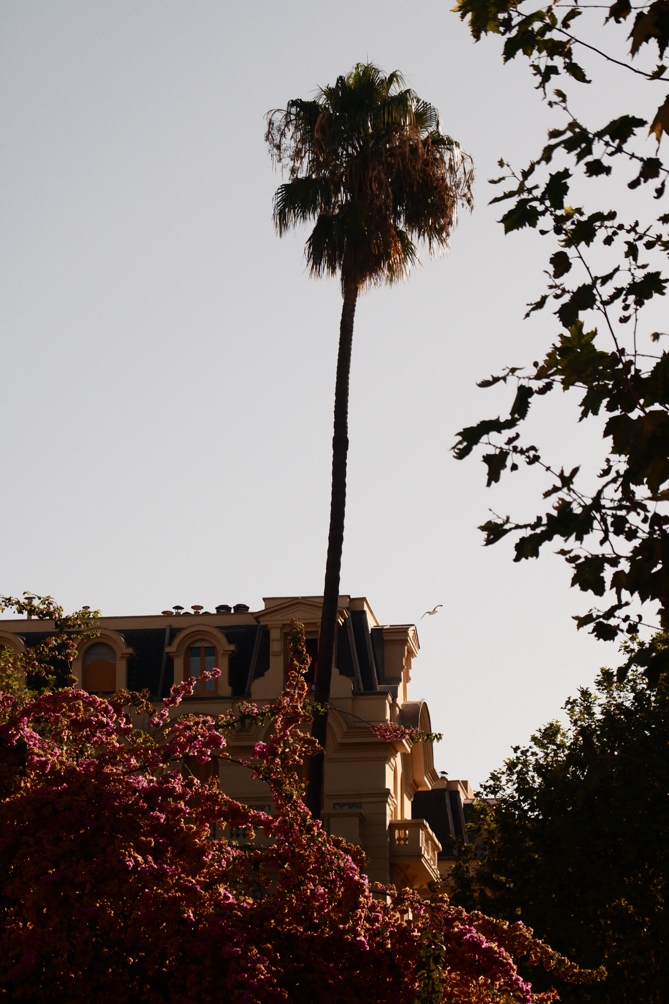 2025-09-06 - xt75-300 - color - FR - Nice - Long palm tree