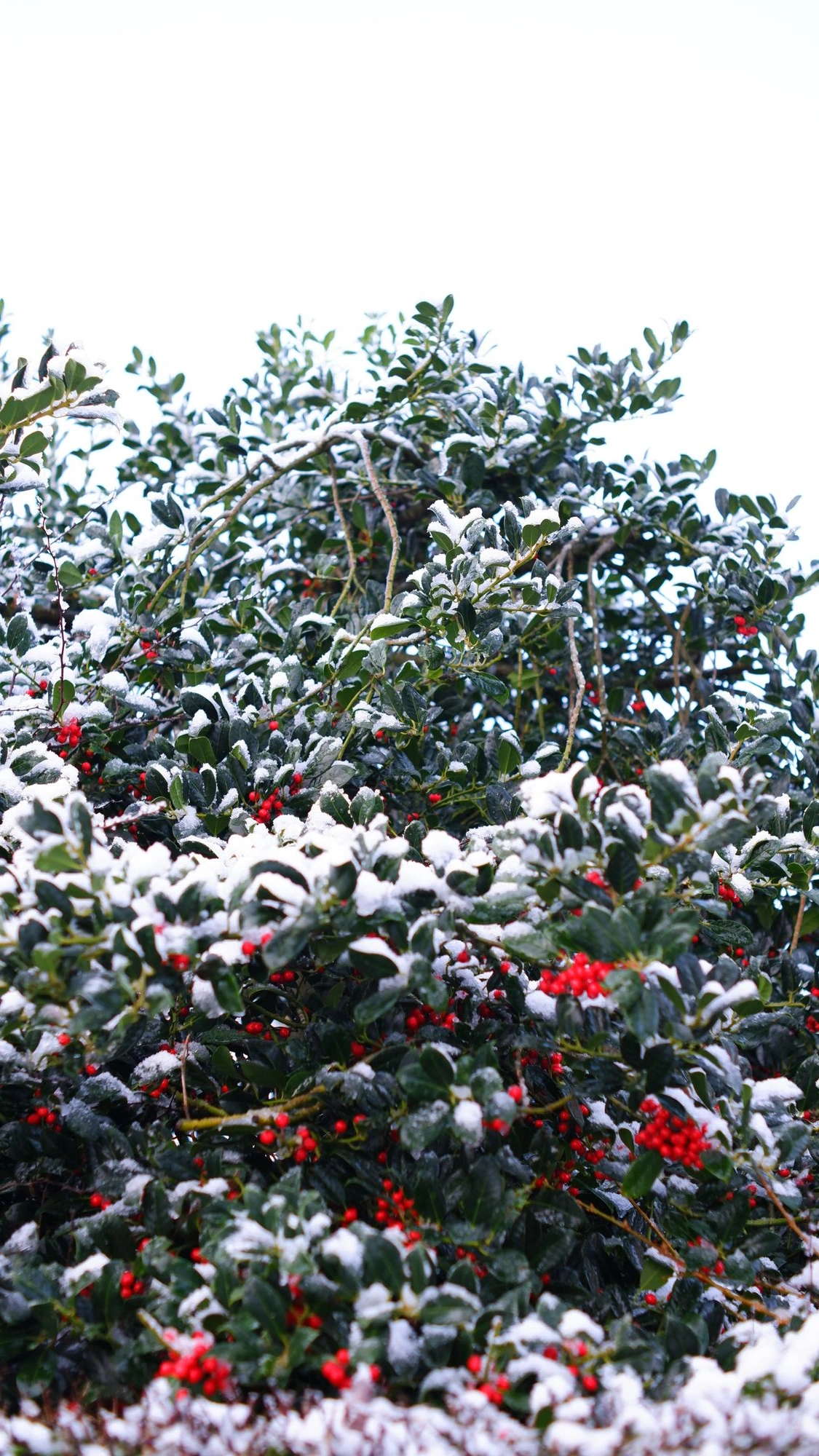 2026-01-03 - xt35 - color - NL - A maybe-misletoe tree covered in snow