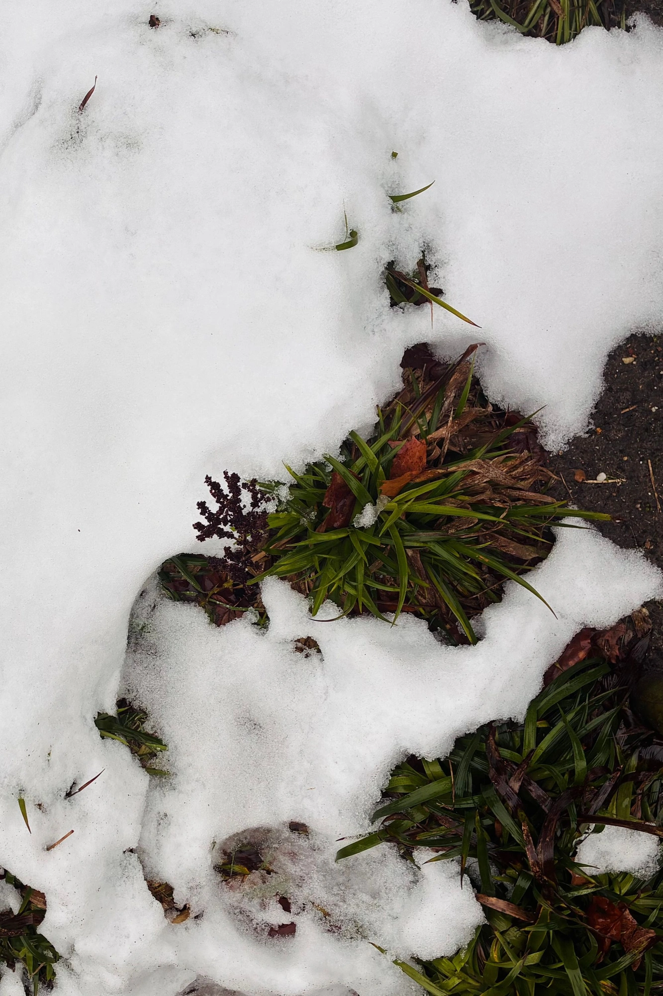 2026-01-03 - xt35 - color - NL - Grass peeking from the snow