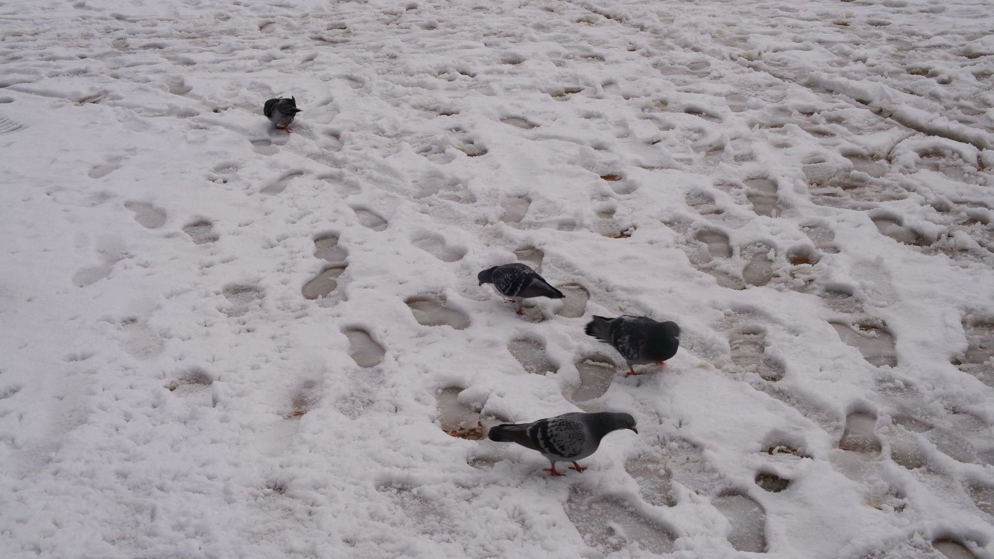 2026-01-04 - xt35 - color - NL - Rotterdam - Pigeons in the snow