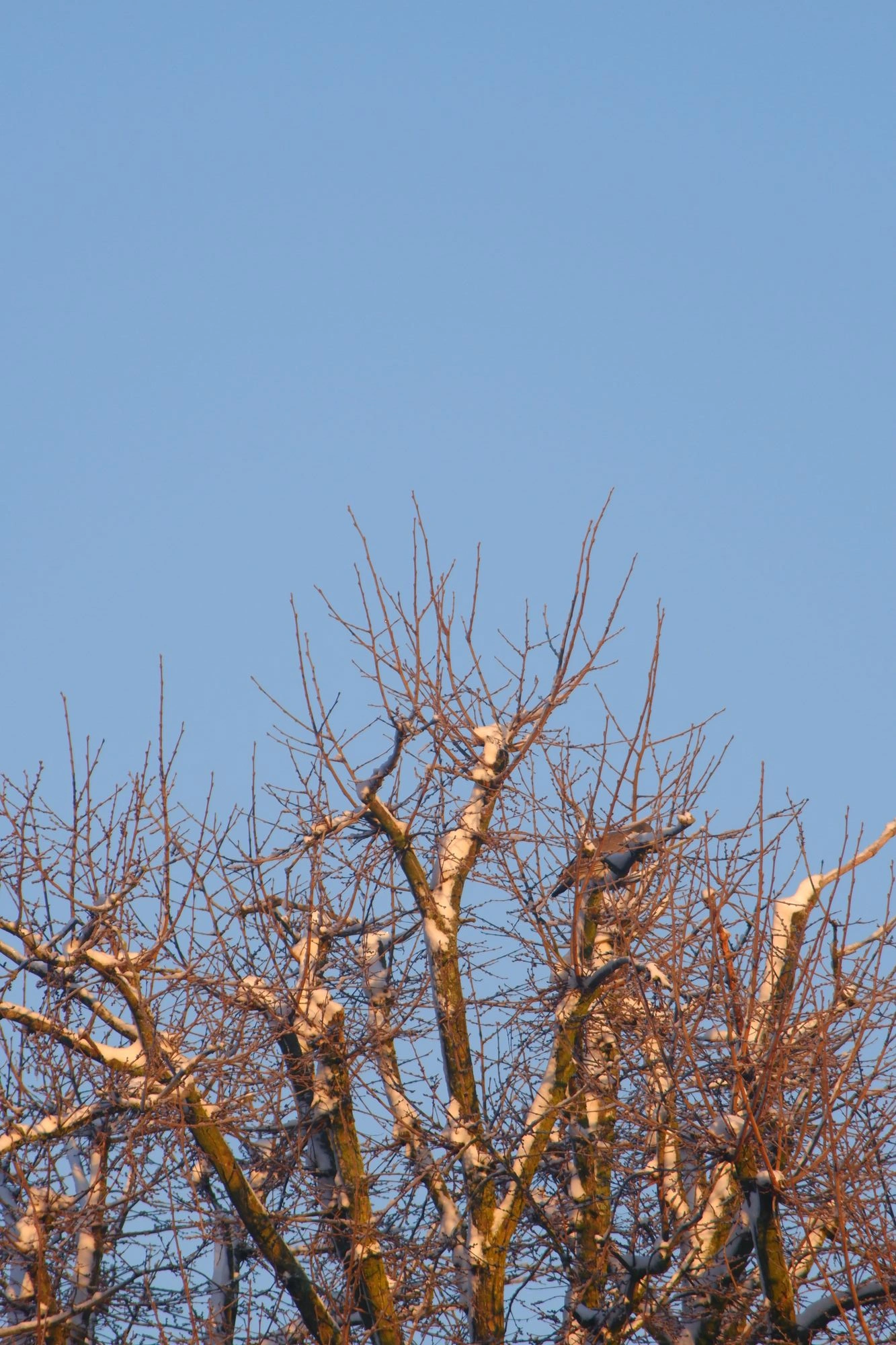 2026-01-06 - xt35 - color - NL - Bare trees covered in snow reaching for the blue sky