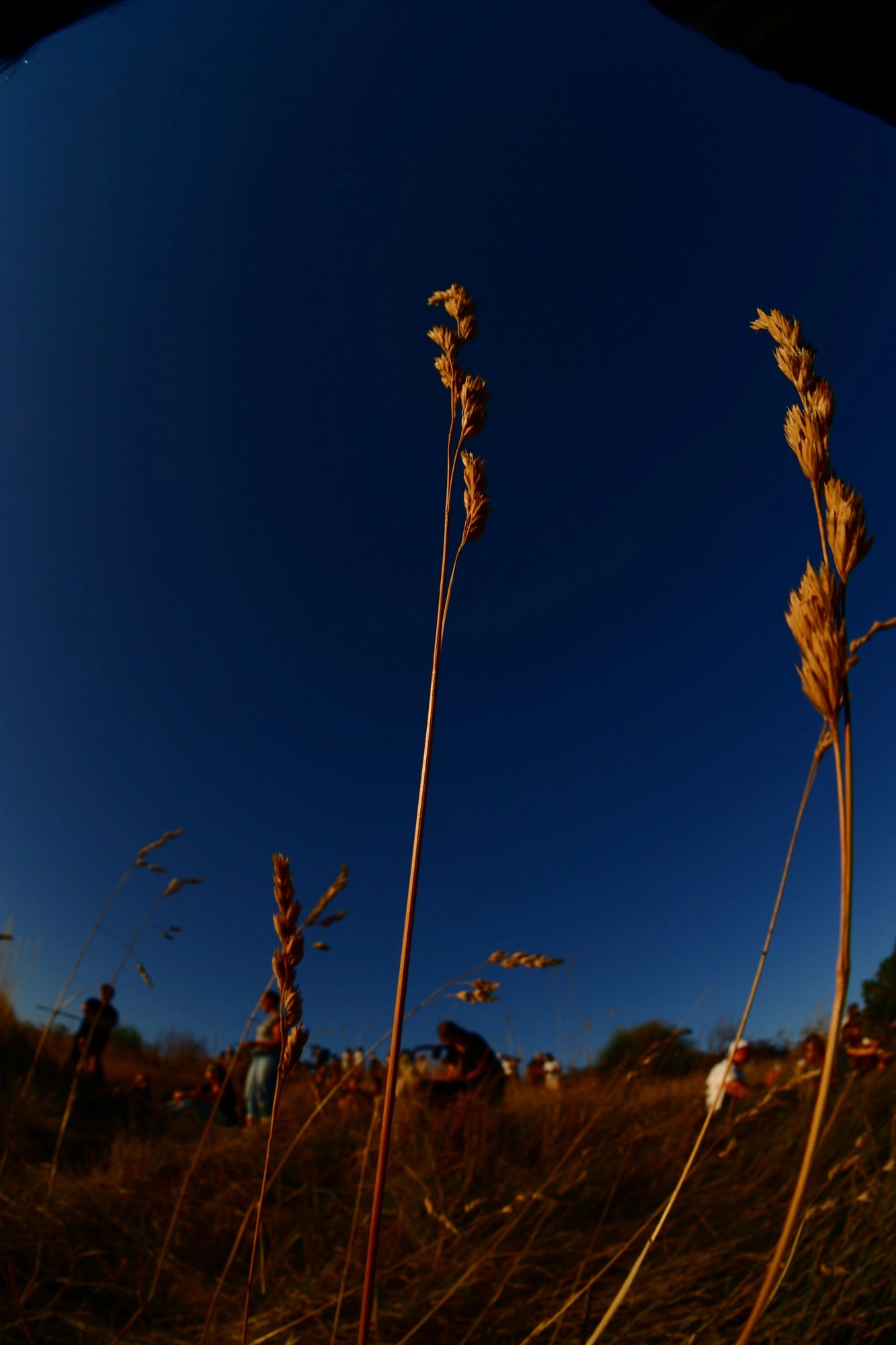 Closeup of dry plants