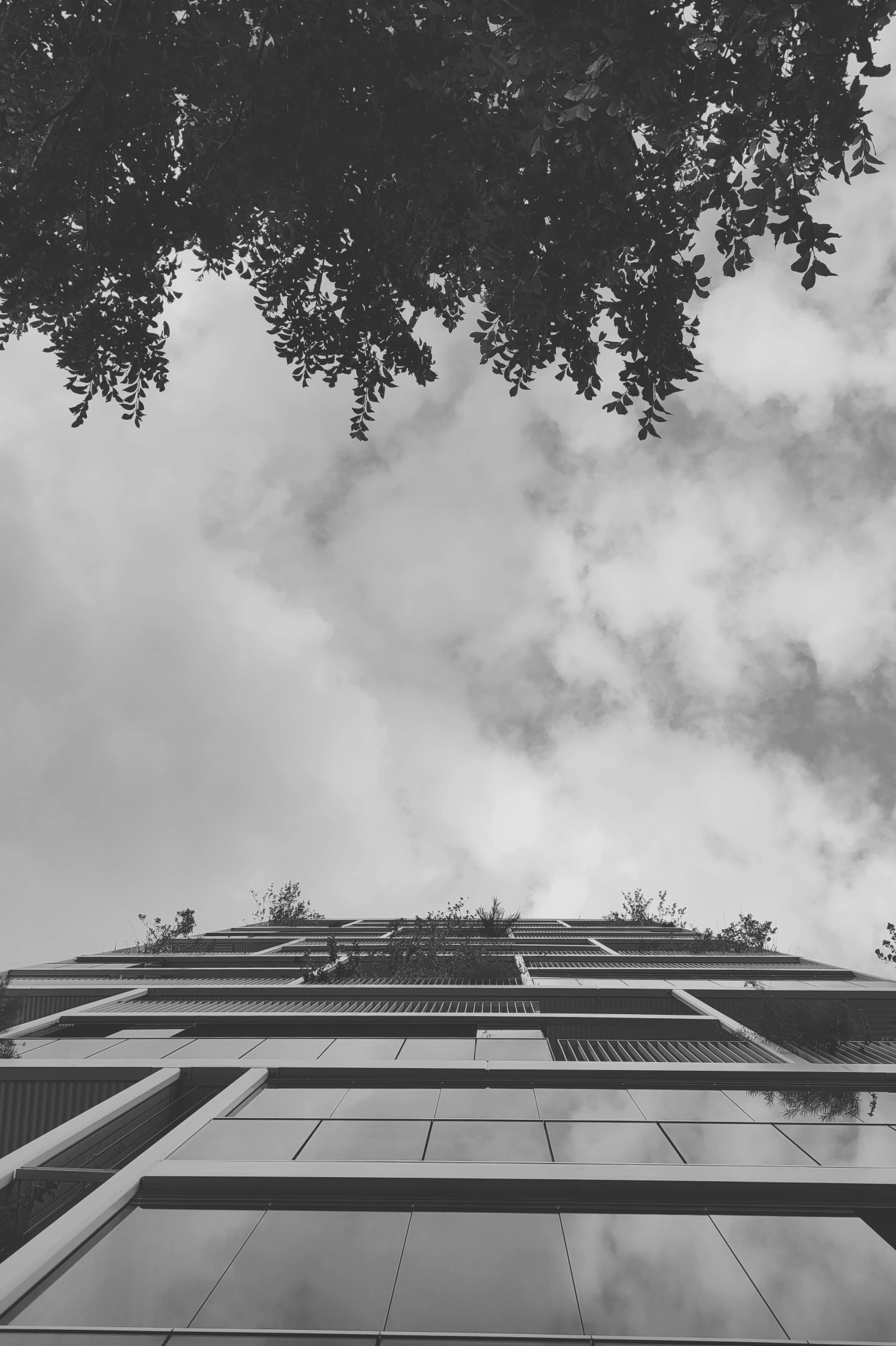 2023-08-04 - redmi - bw - NL - Looking up between building and tree