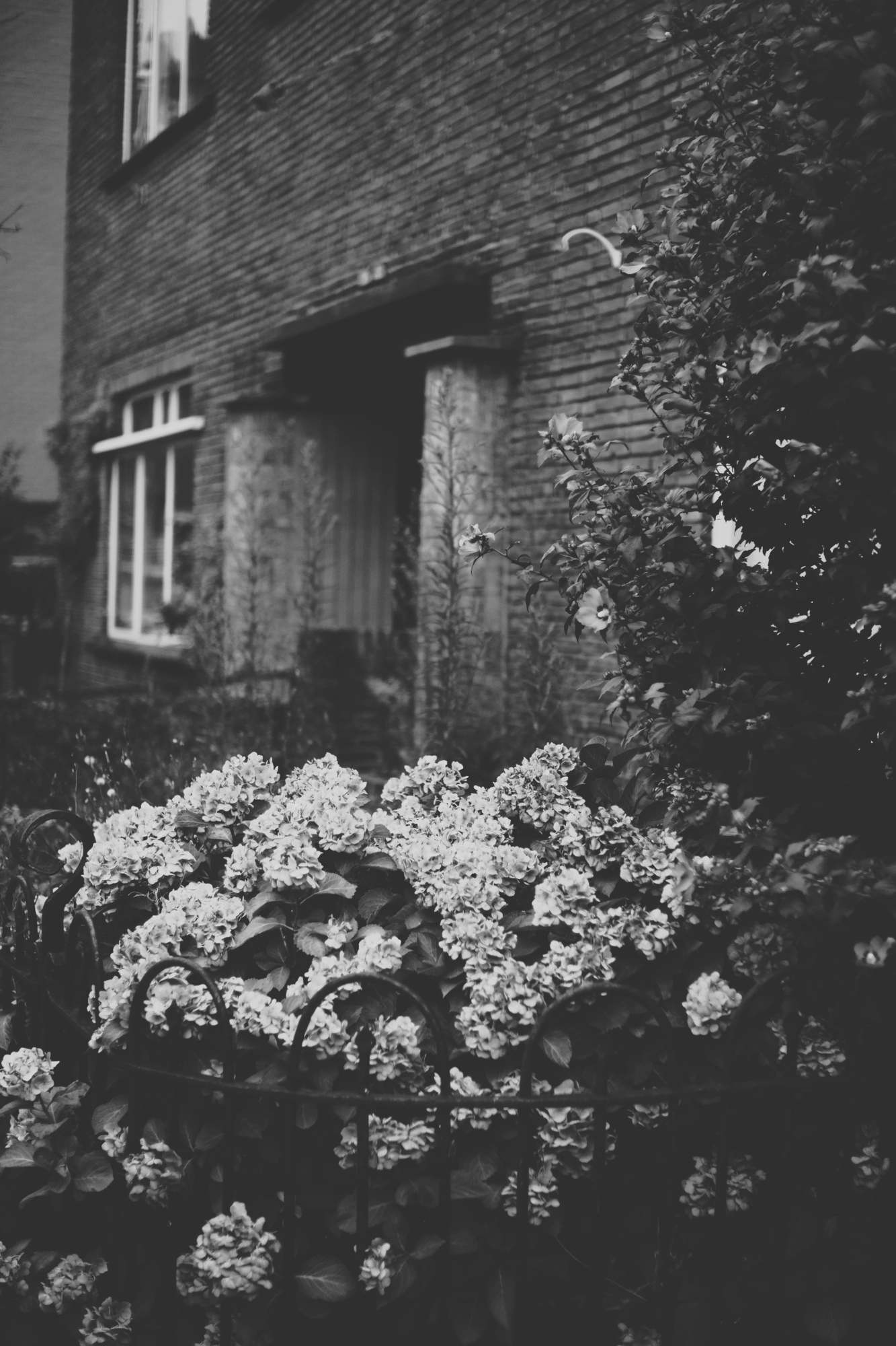 2023-08-10 - xt35 - bw - NL - Flowers outside of house