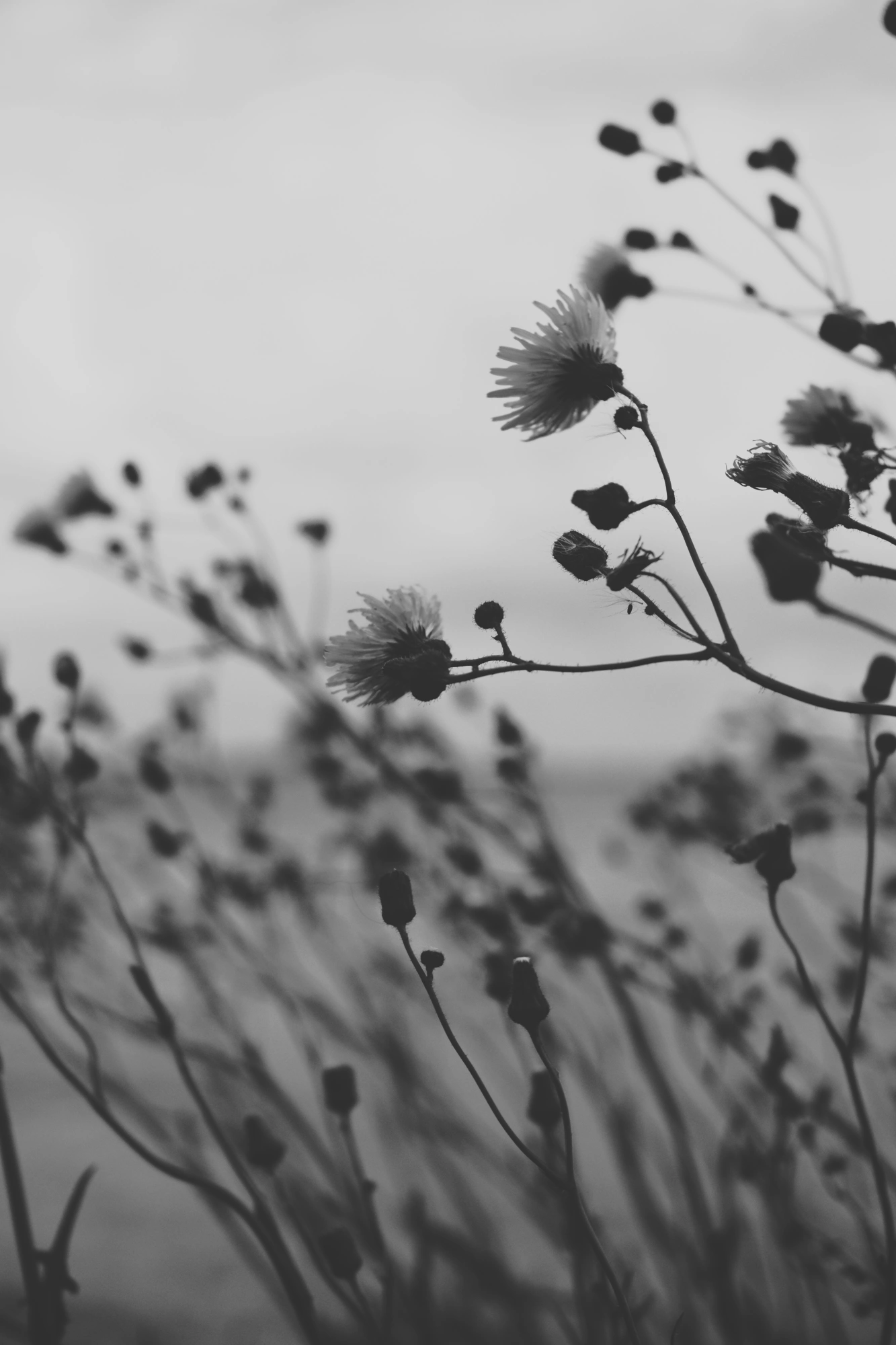 2023-08-10 - xt35 - bw - NL - Plants