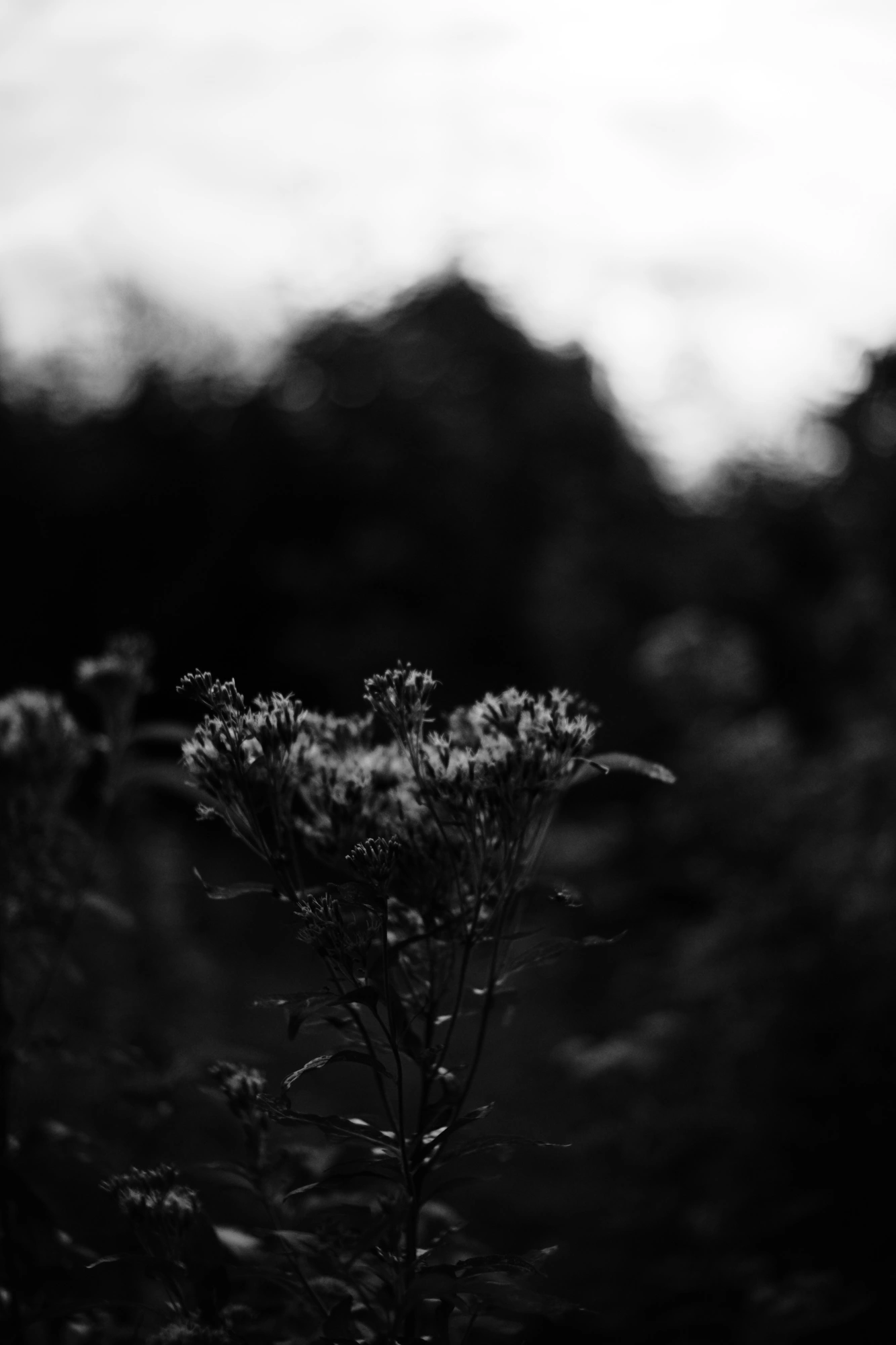 2023-09-09 - xt35 - bw - NL - Flowers